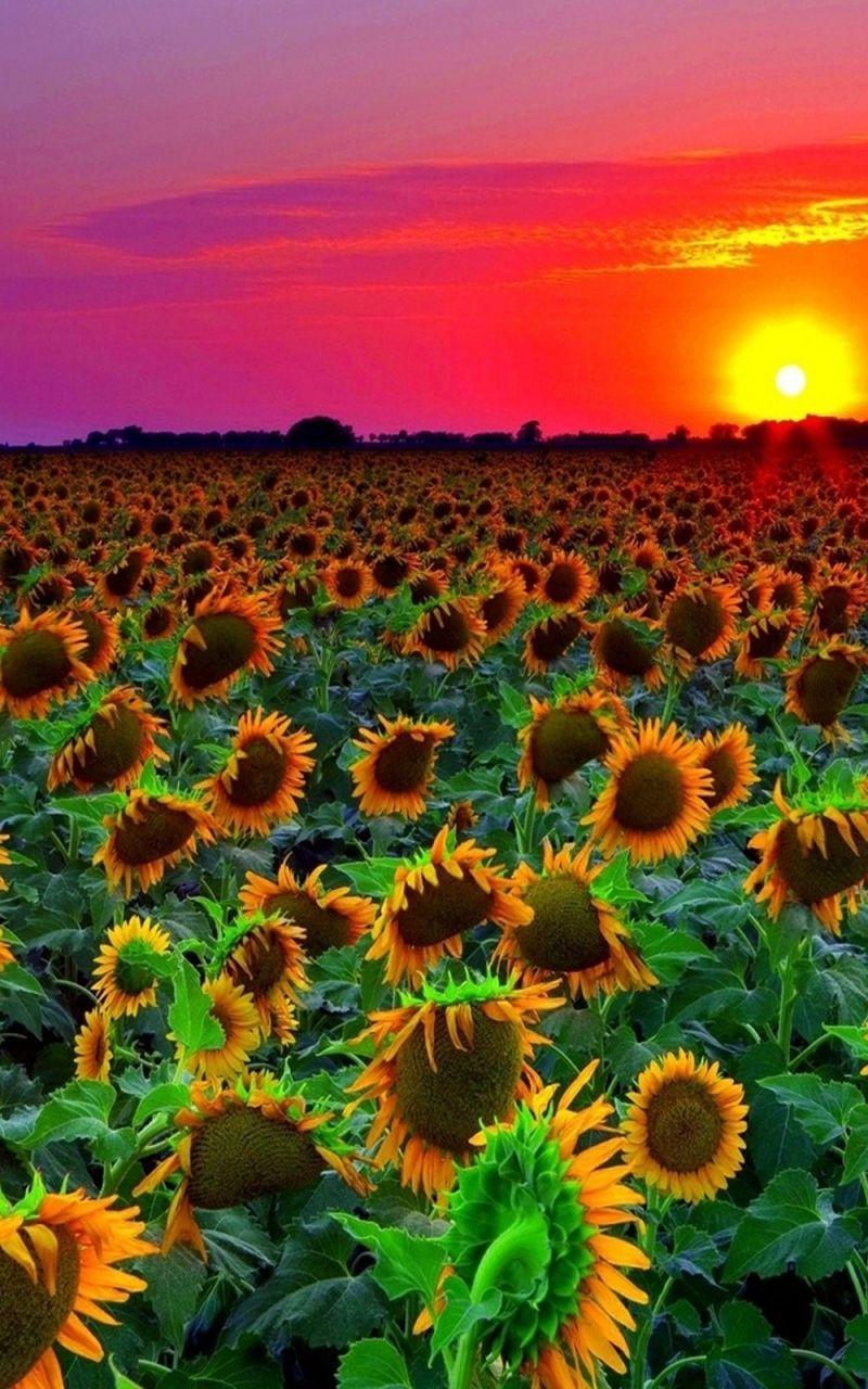 Sunflower Field Sunset Wallpaper