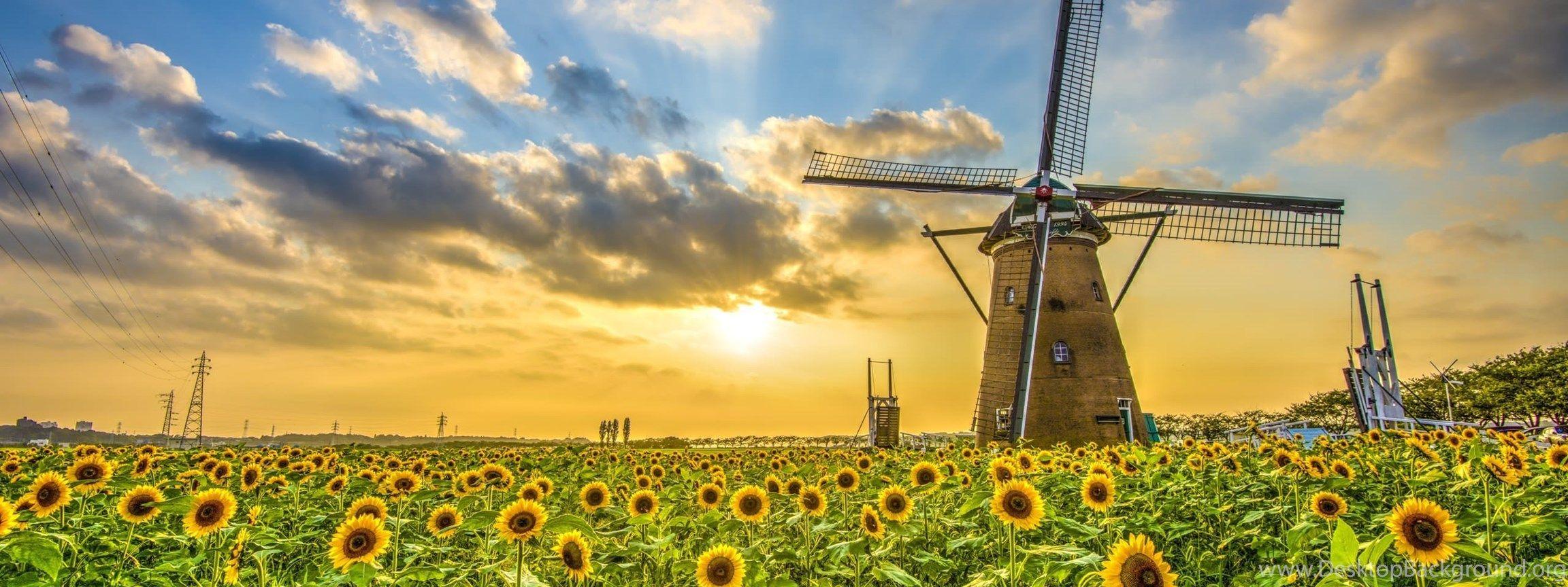 2304x864 Field Sunflower Sunset Windmill Landscape Wallpaper Desktop