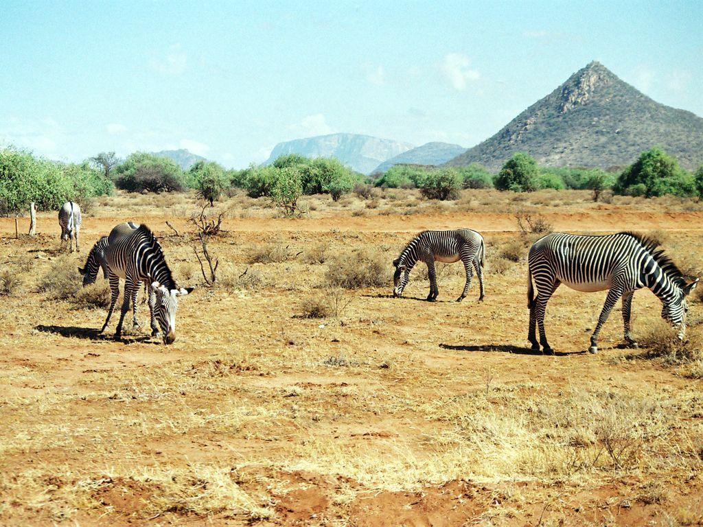 1024x768 Animals In Kenya HD Wallpaper Hivewallpaper The top trending