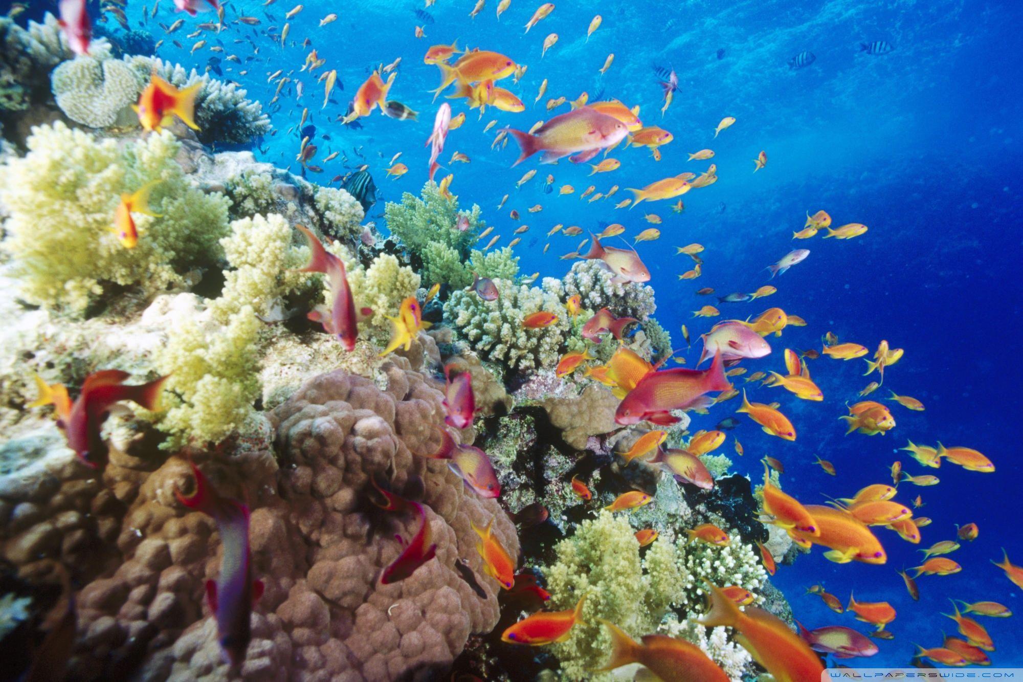 2000x1333 Coral Reef wallpaperx1333