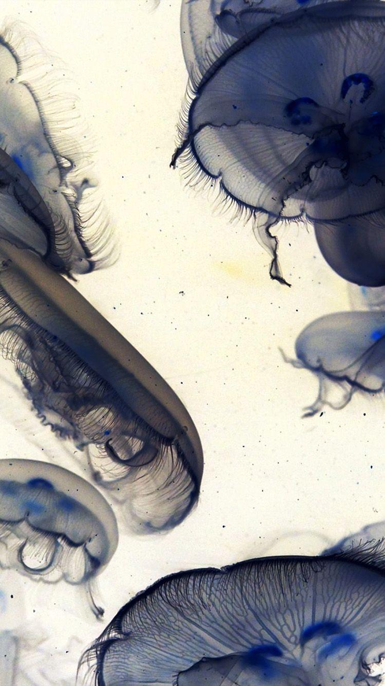 750x1334 iPhone X wallpaper. pacific jellyfish