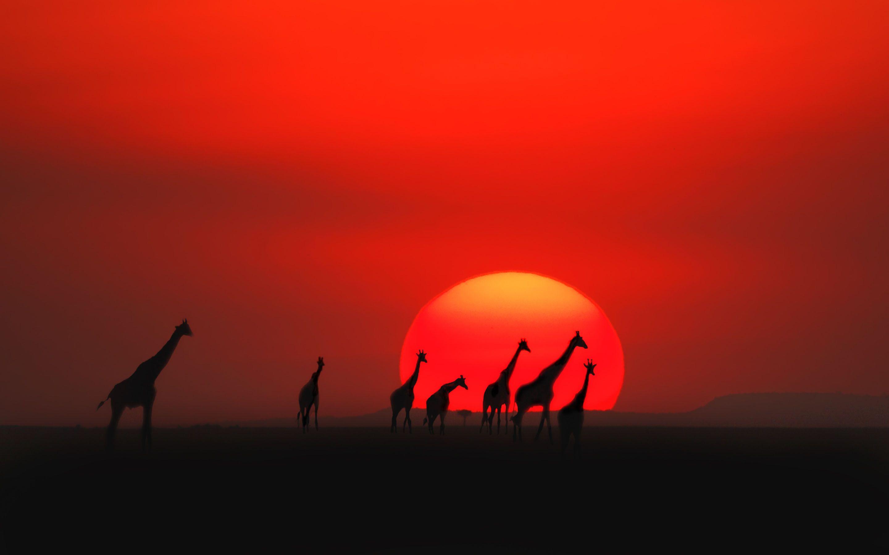2880x1800 Kenya Wallpaper