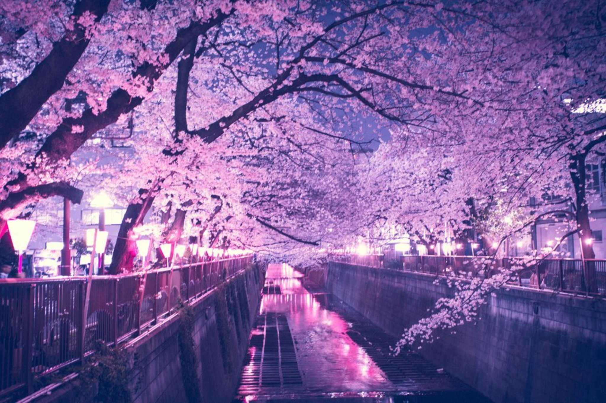 Cherry Blossom Tree At Night Wallpapers Top Free Cherry Blossom
