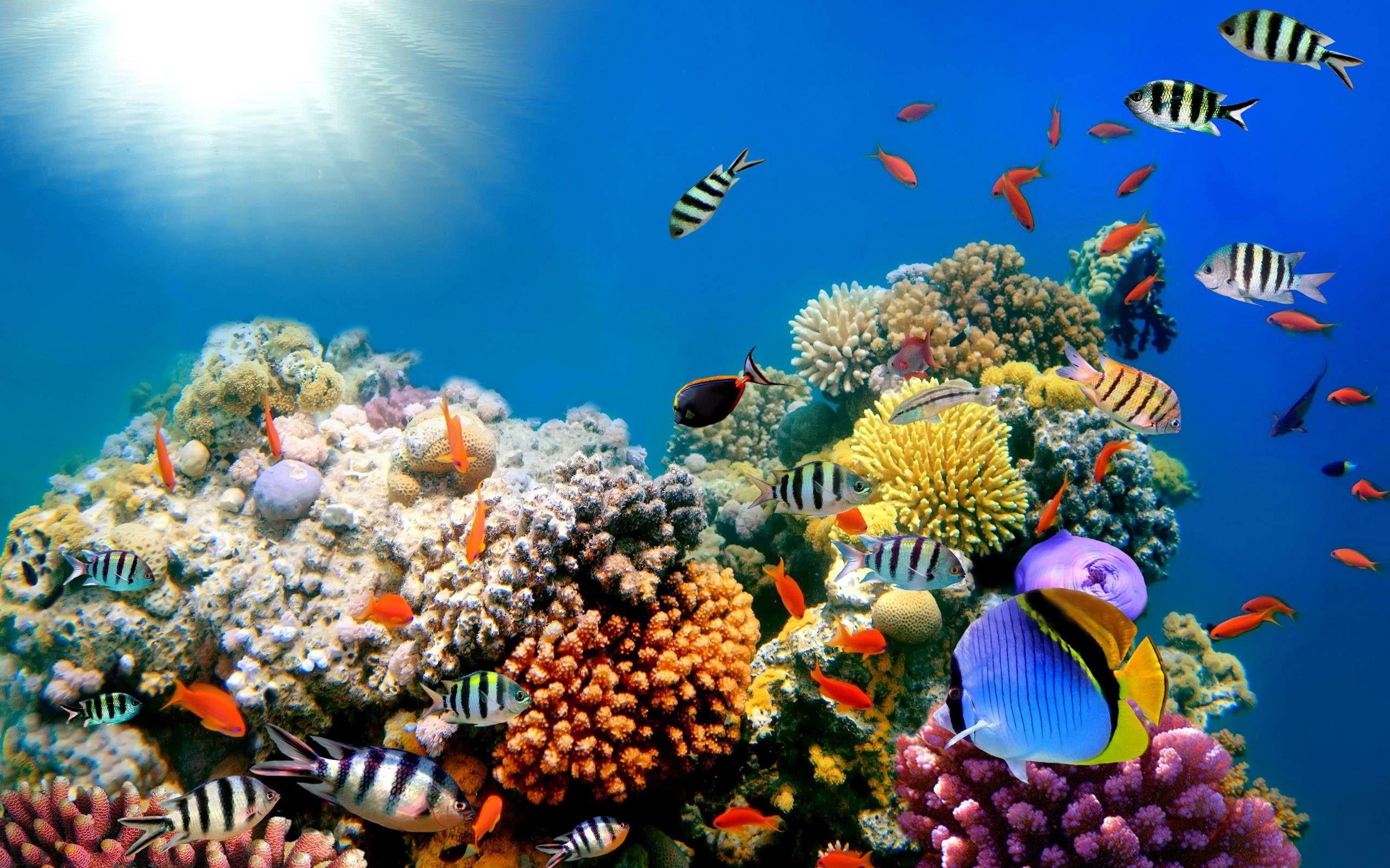 2560x1600 Coral Reef Background