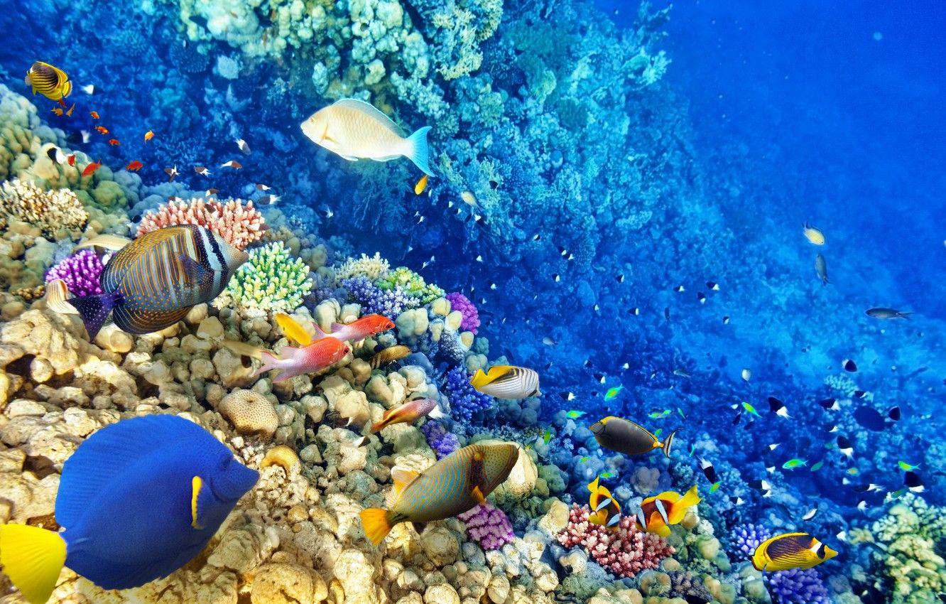 1332x850 Wallpaper fish, the ocean, world, underwater world, underwater, ocean, fishes, tropical, reef, coral, coral reef image for desktop, section животные