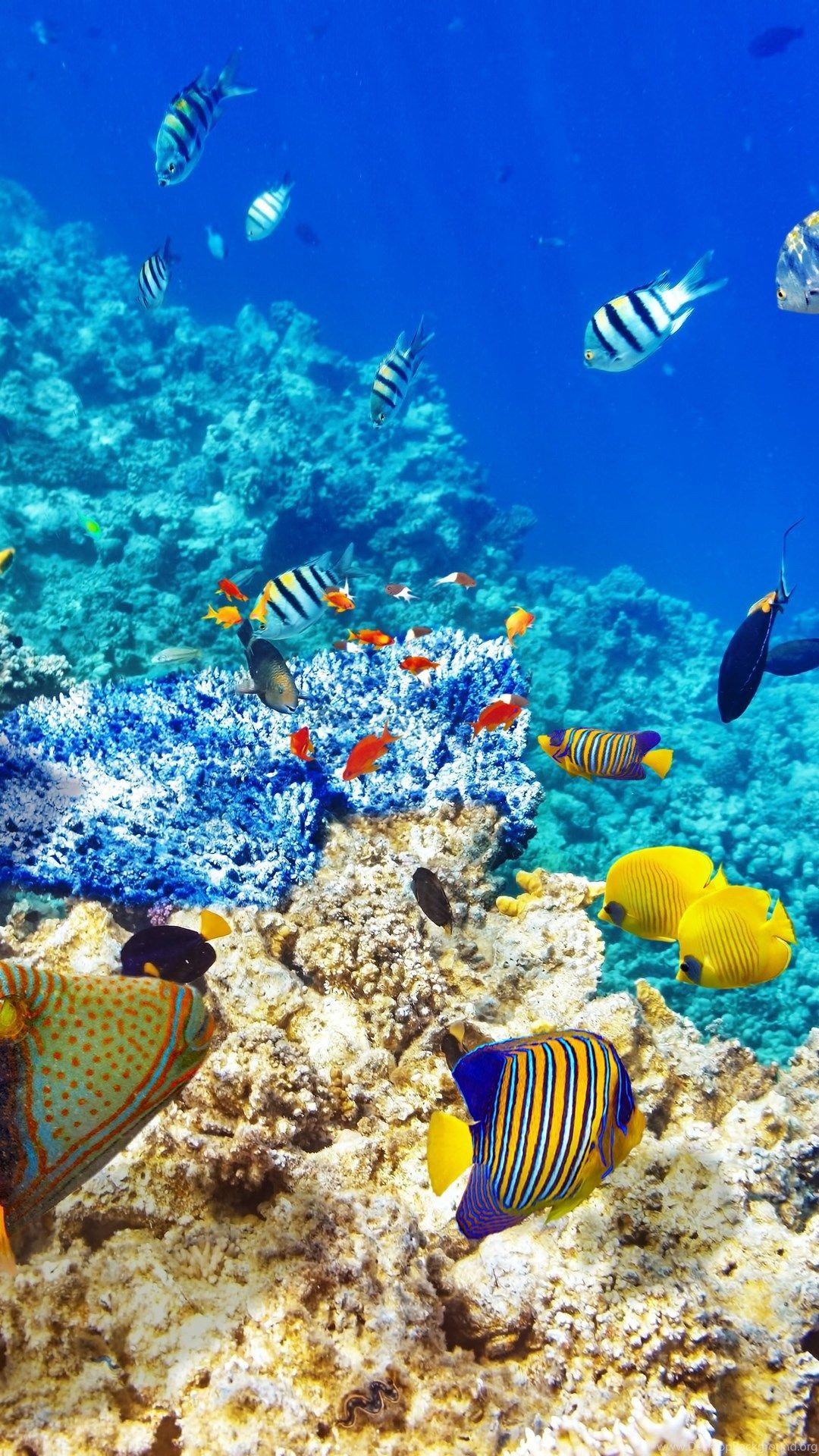 1080x1920 Underwater World Ocean Fish Coral Reef Wallpaper Desktop Background