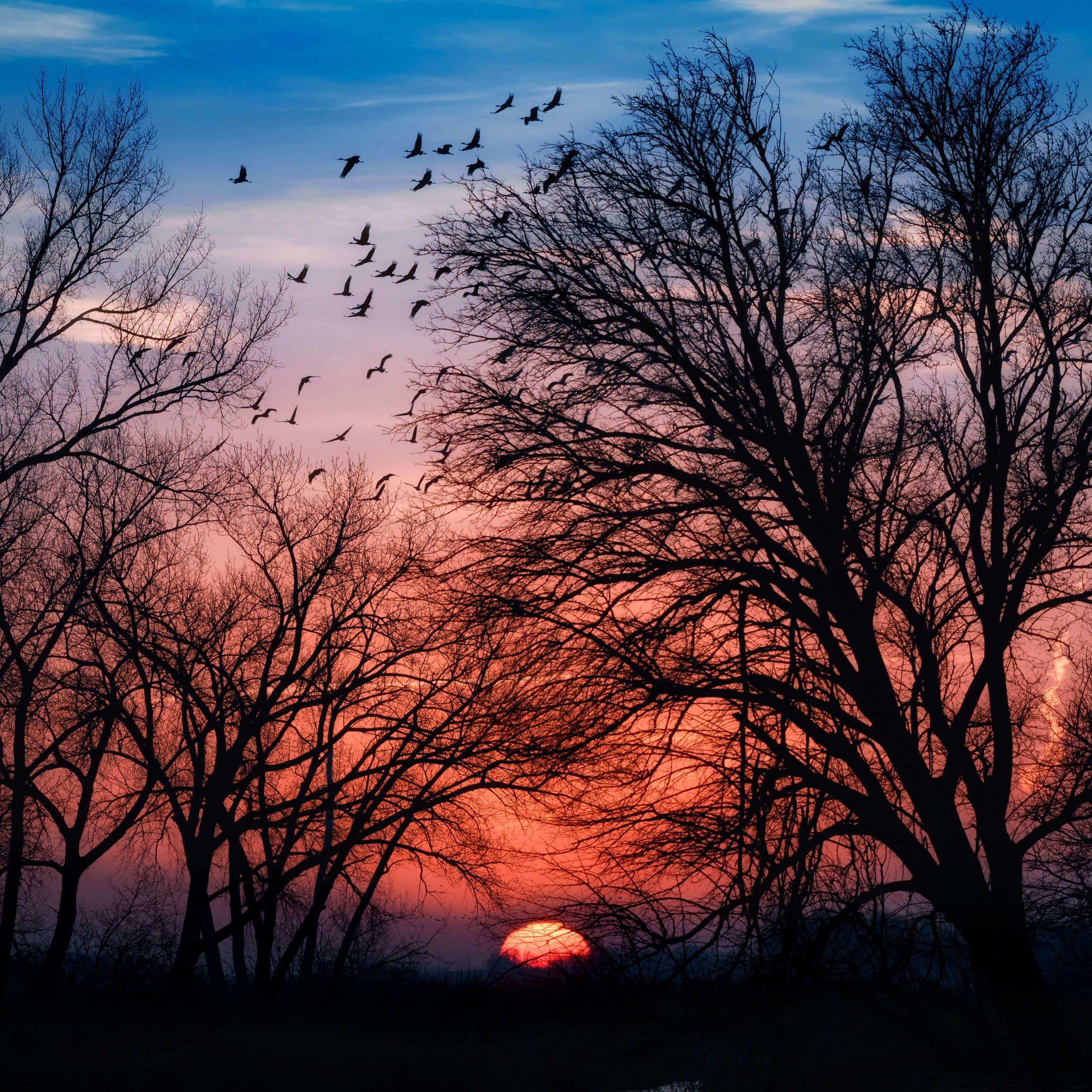 2732x2732 Beautiful sunrise iPad Pro Wallpaper Free Download