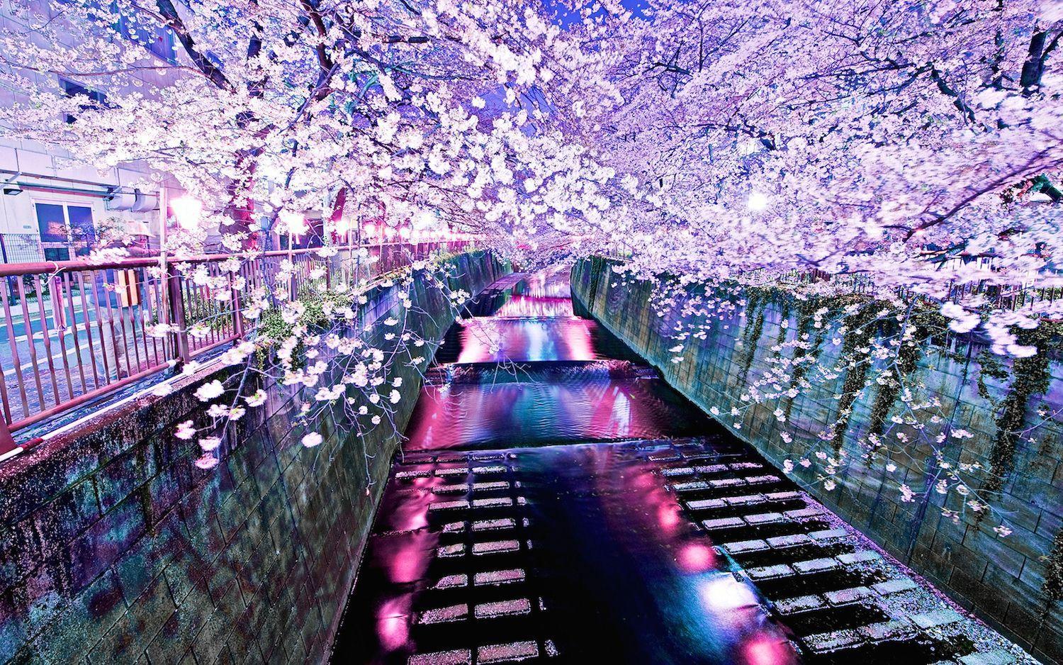 Cherry Blossom Tree At Night Wallpapers - Top Free Cherry Blossom Tree