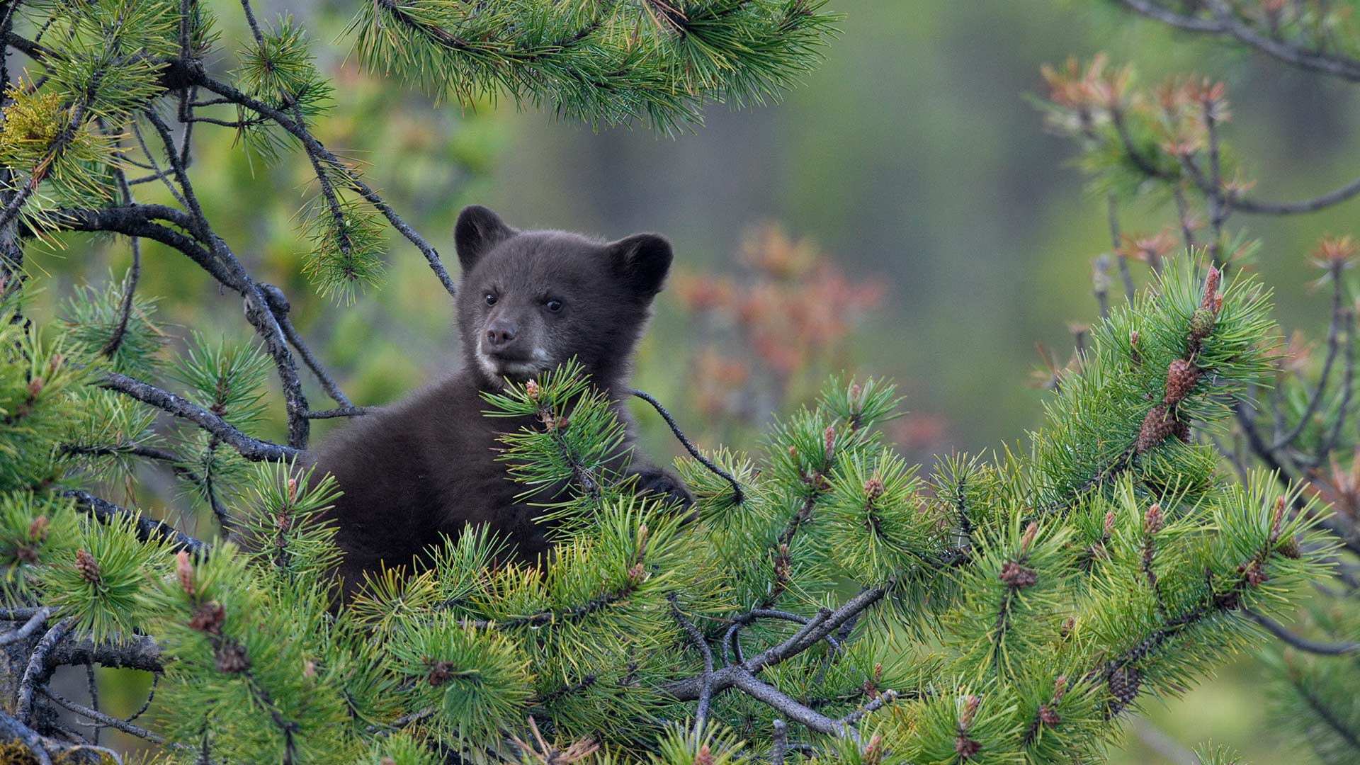 1920x1080 Jasper Cub