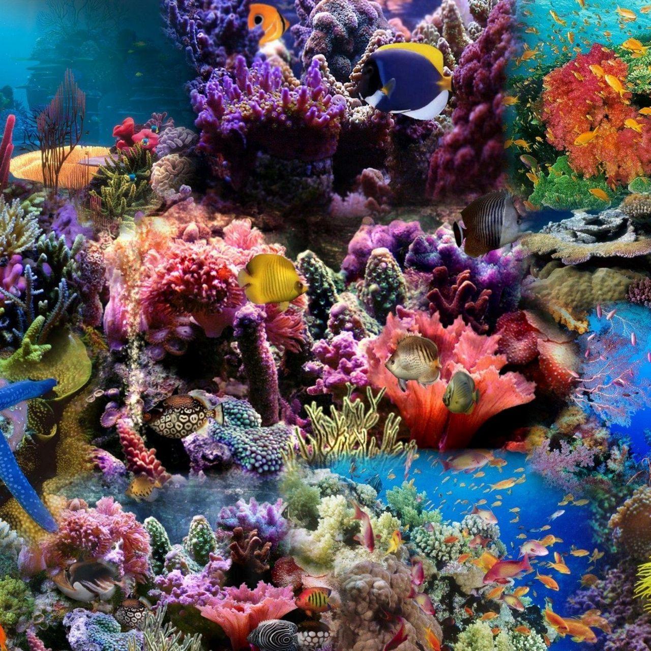 1280x1280 Download wallpaper 1280x1280 reef, coral, fish ipad, ipad ipad