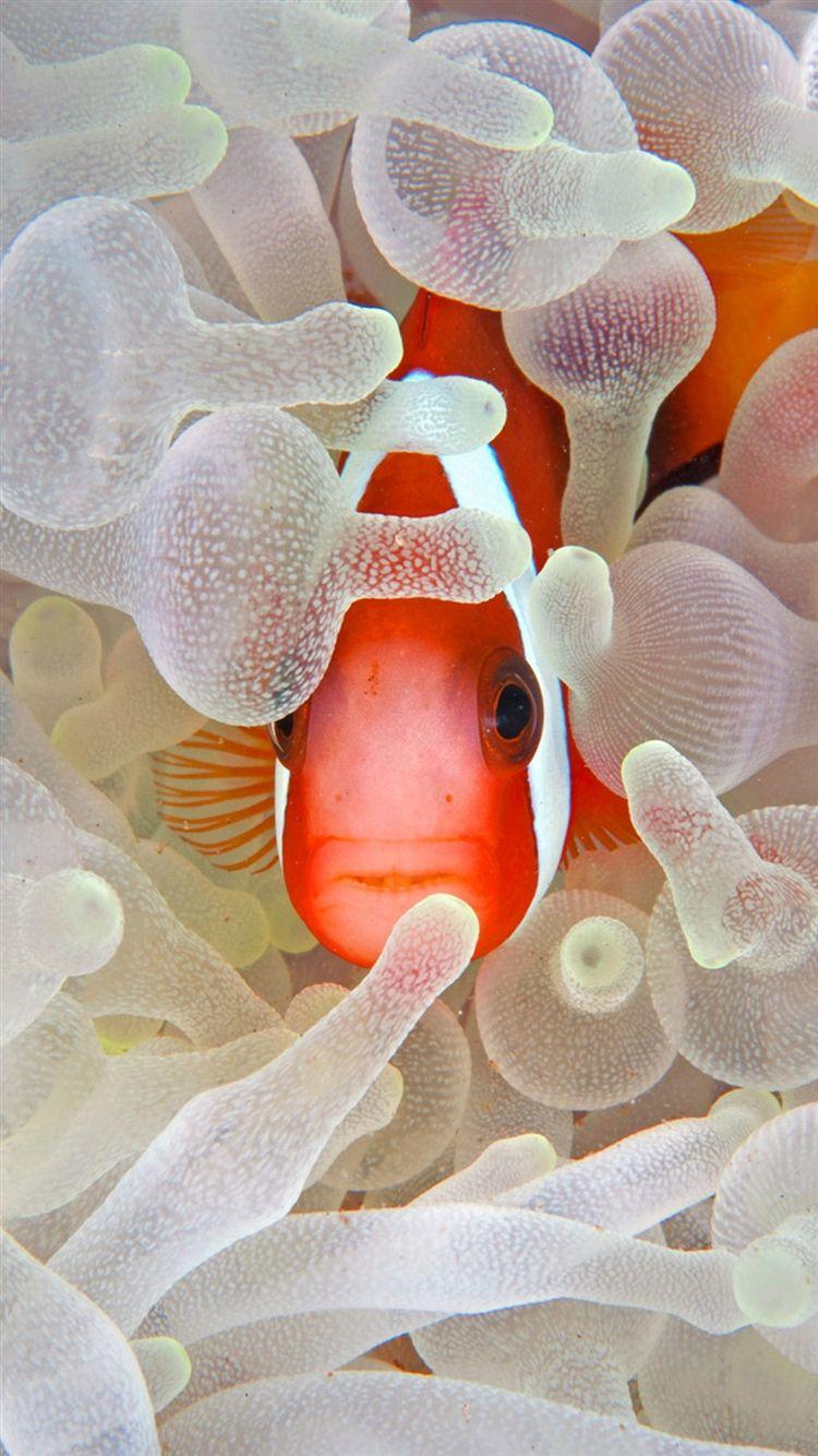 750x1334 Undersea Coral Reef Hidden Fish iPhone 8 Wallpaper Free Download
