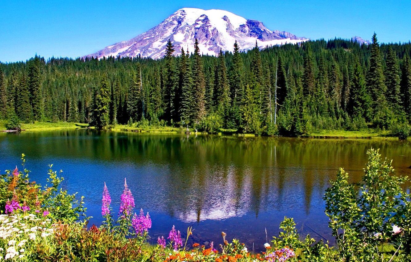 1332x850 Wallpaper forest, snow, flowers, mountains, lake, reflection