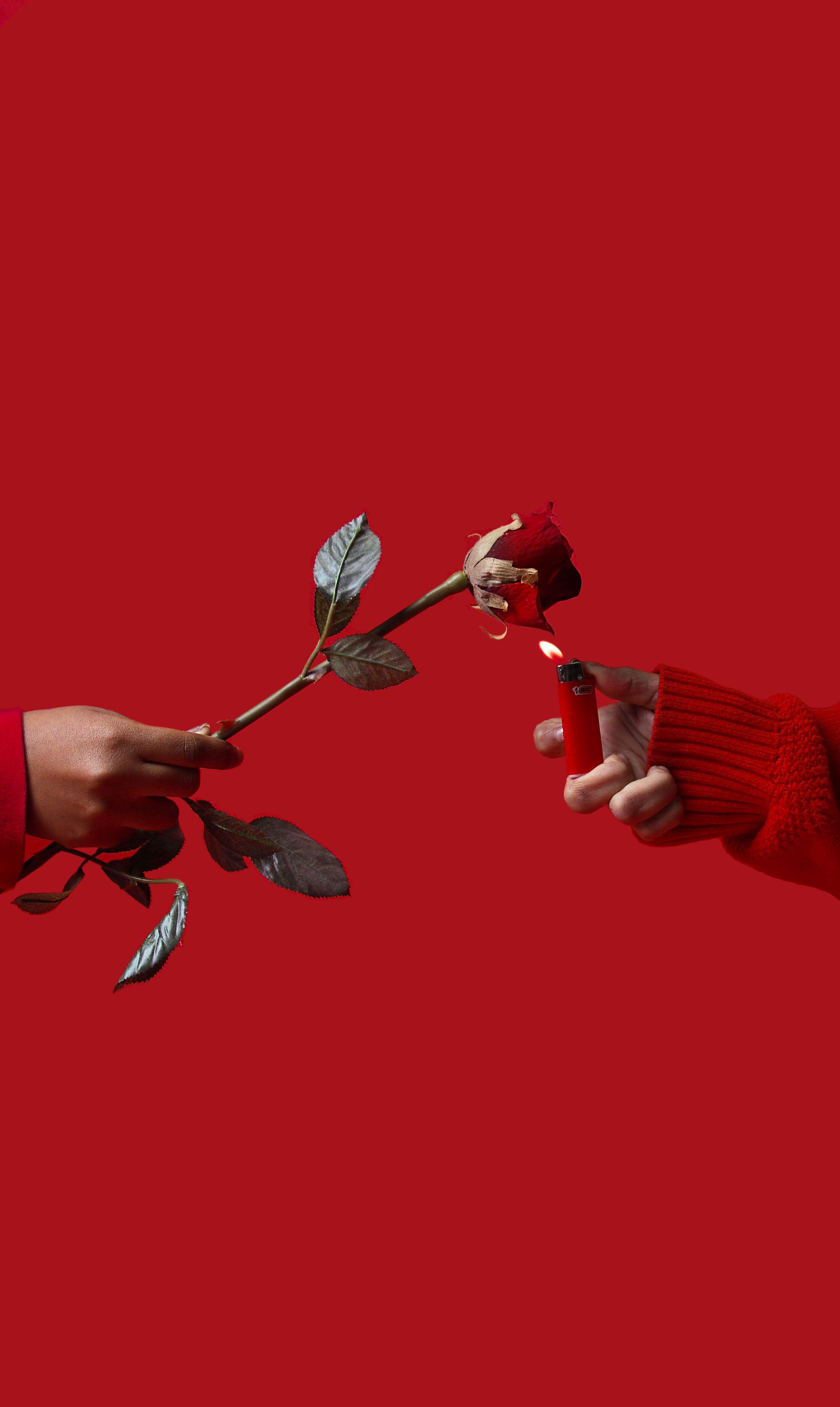 3096x5184 aesthetic #red #passion #photography #photo #rose #lighter #fire