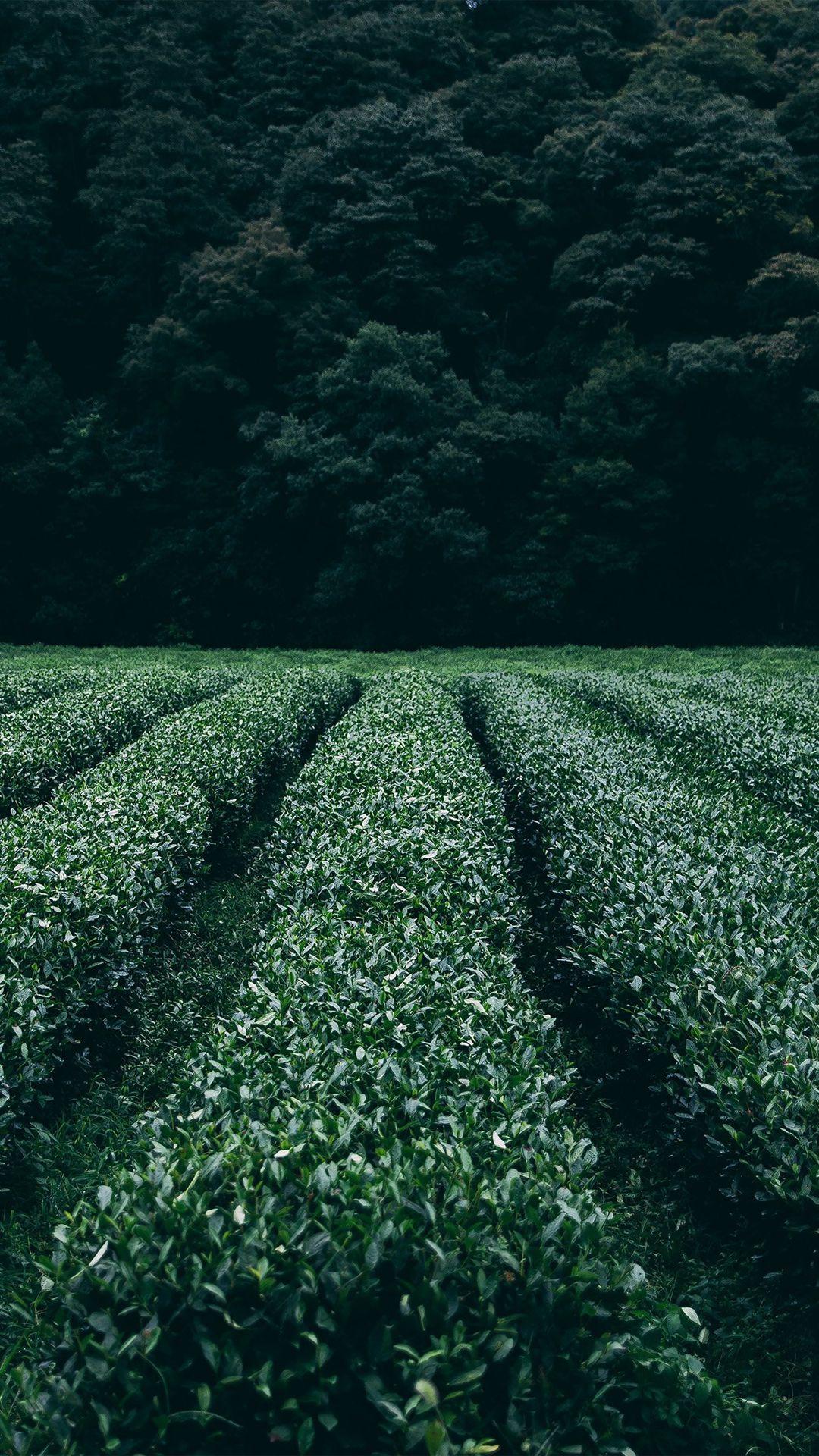 1080x1920 Best farm iPhone 8 Wallpaper HD