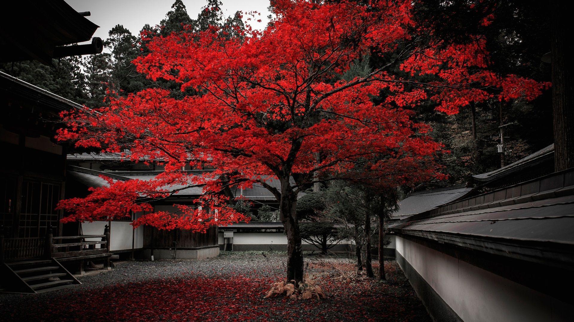 1920x1080 Wallpaper Japan, house, tree, red leaves, autumn 1920x1200 HD