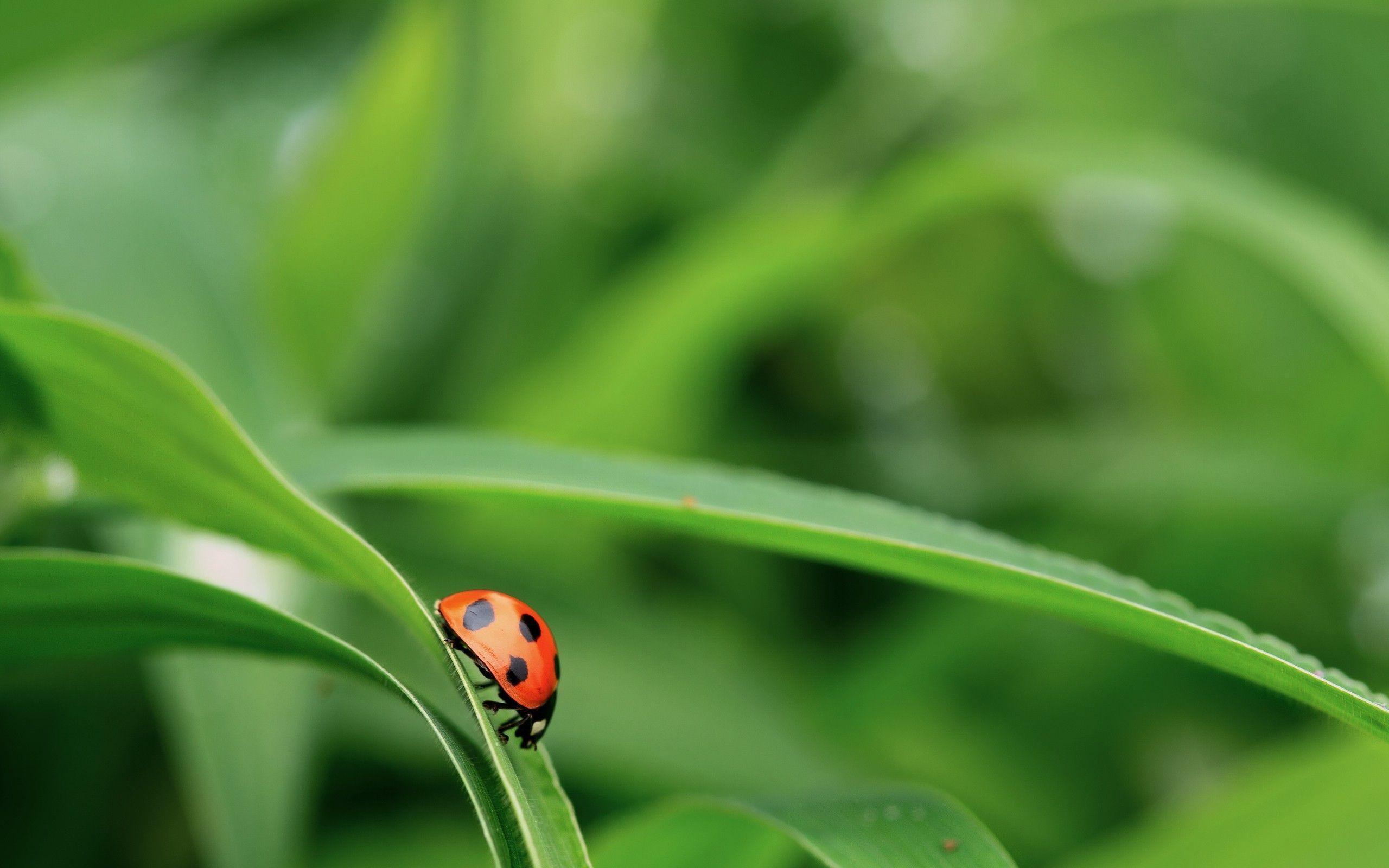 2560x1600 Nature Macro Photo for Wallpaper with Ladybug. Nature wallpaper