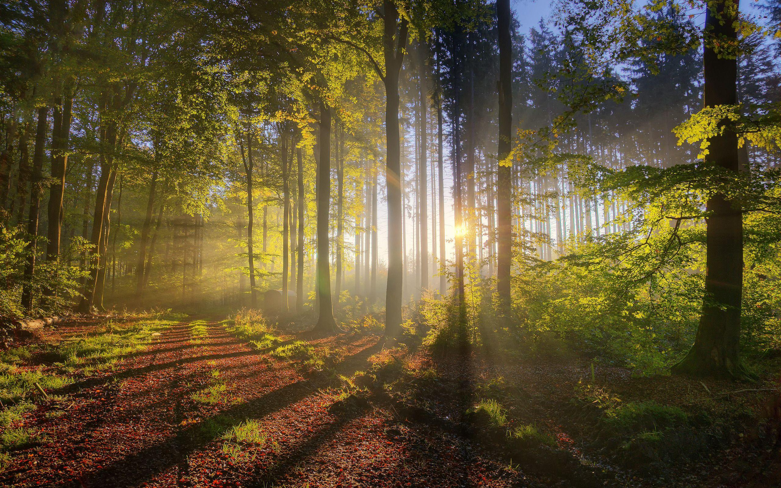 2560x1600 Forest HD Wallpaper