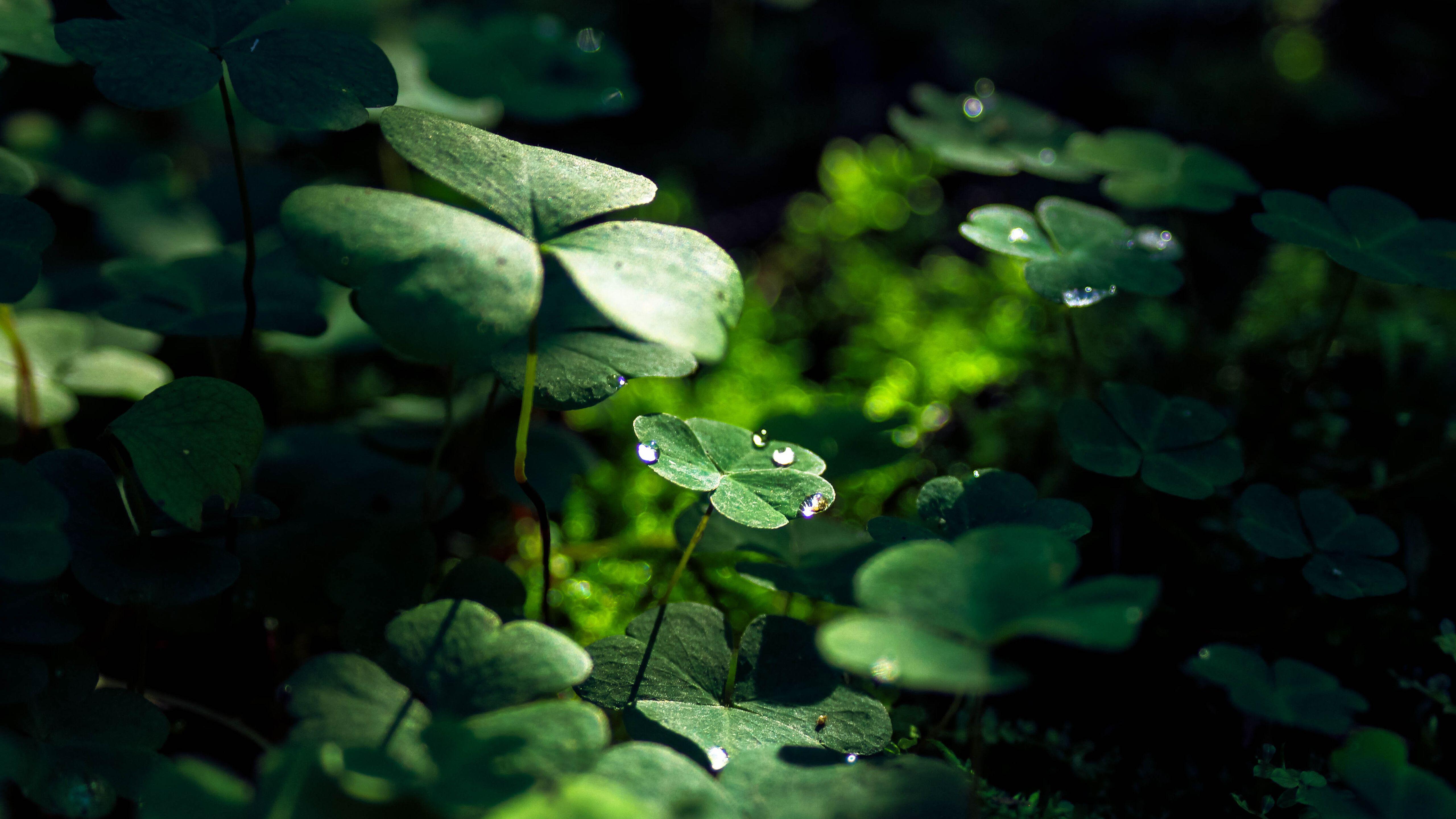 5120x2880 Green Leaf Macro Nature Grass Water Drop 5k HD 4k