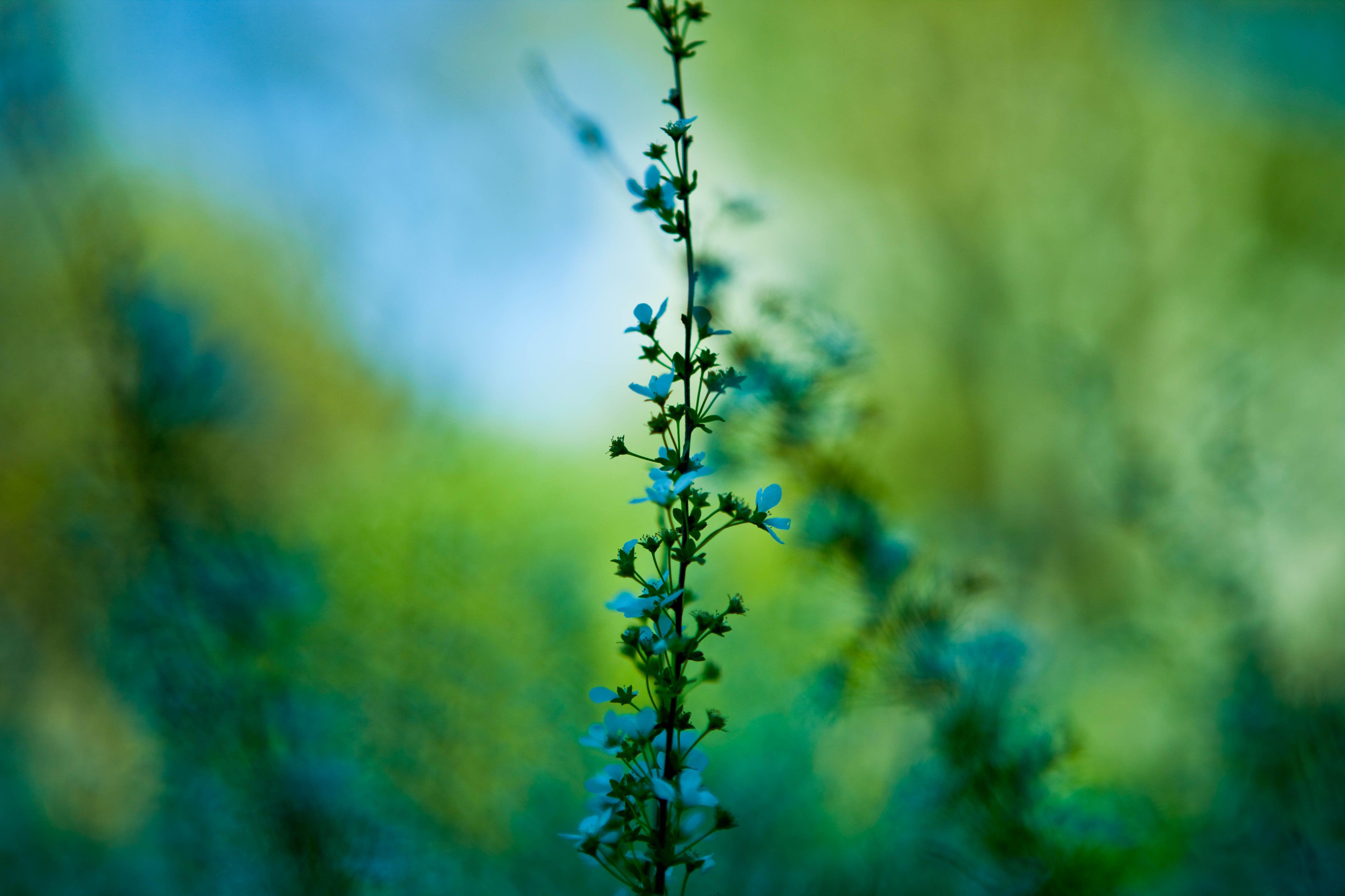5616x3744 Free download 187 Macro HD Wallpaper Background Image 5616x3744