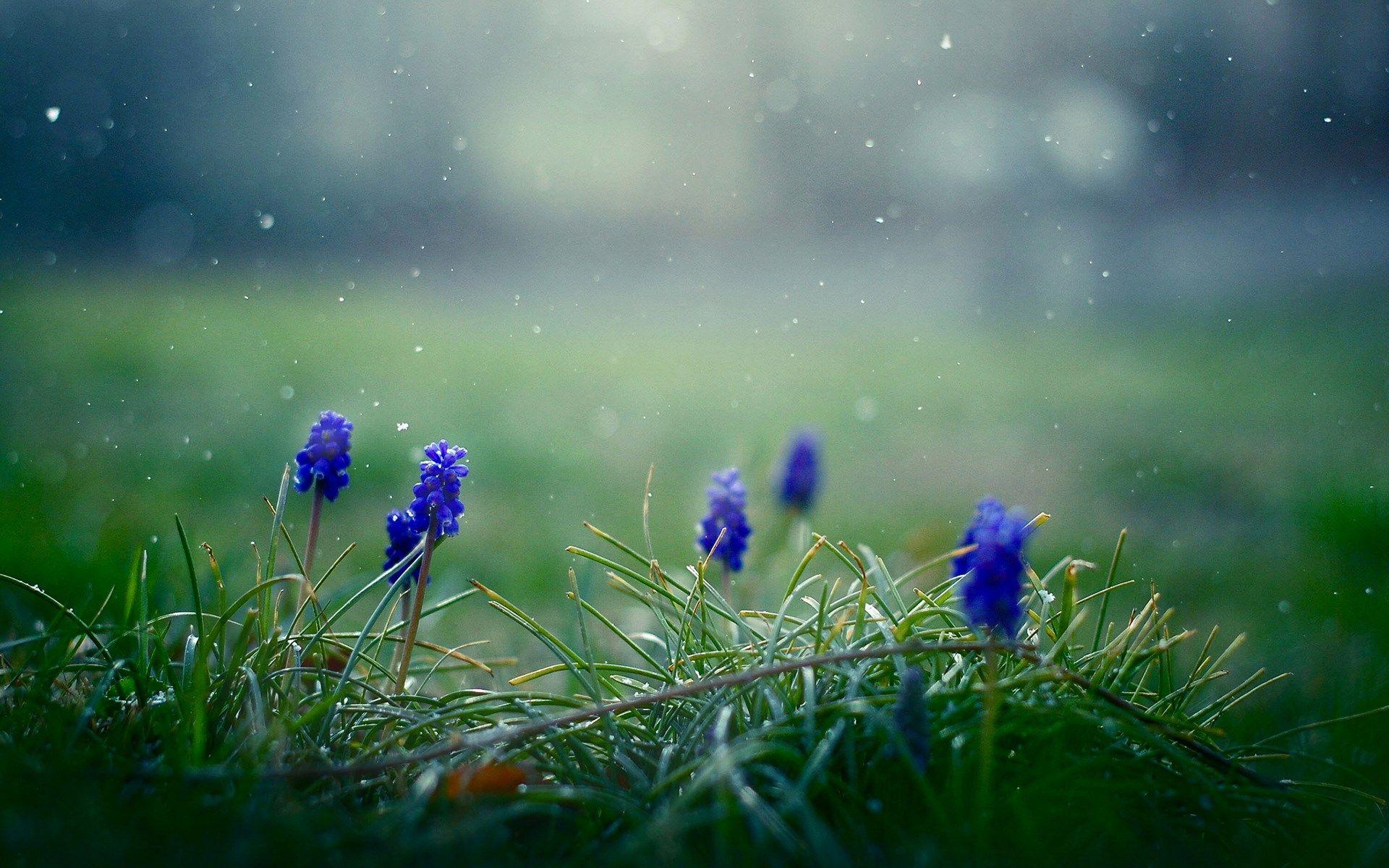 1920x1200 Flowers Muscari Drops Macro Nature wallpaperx1200