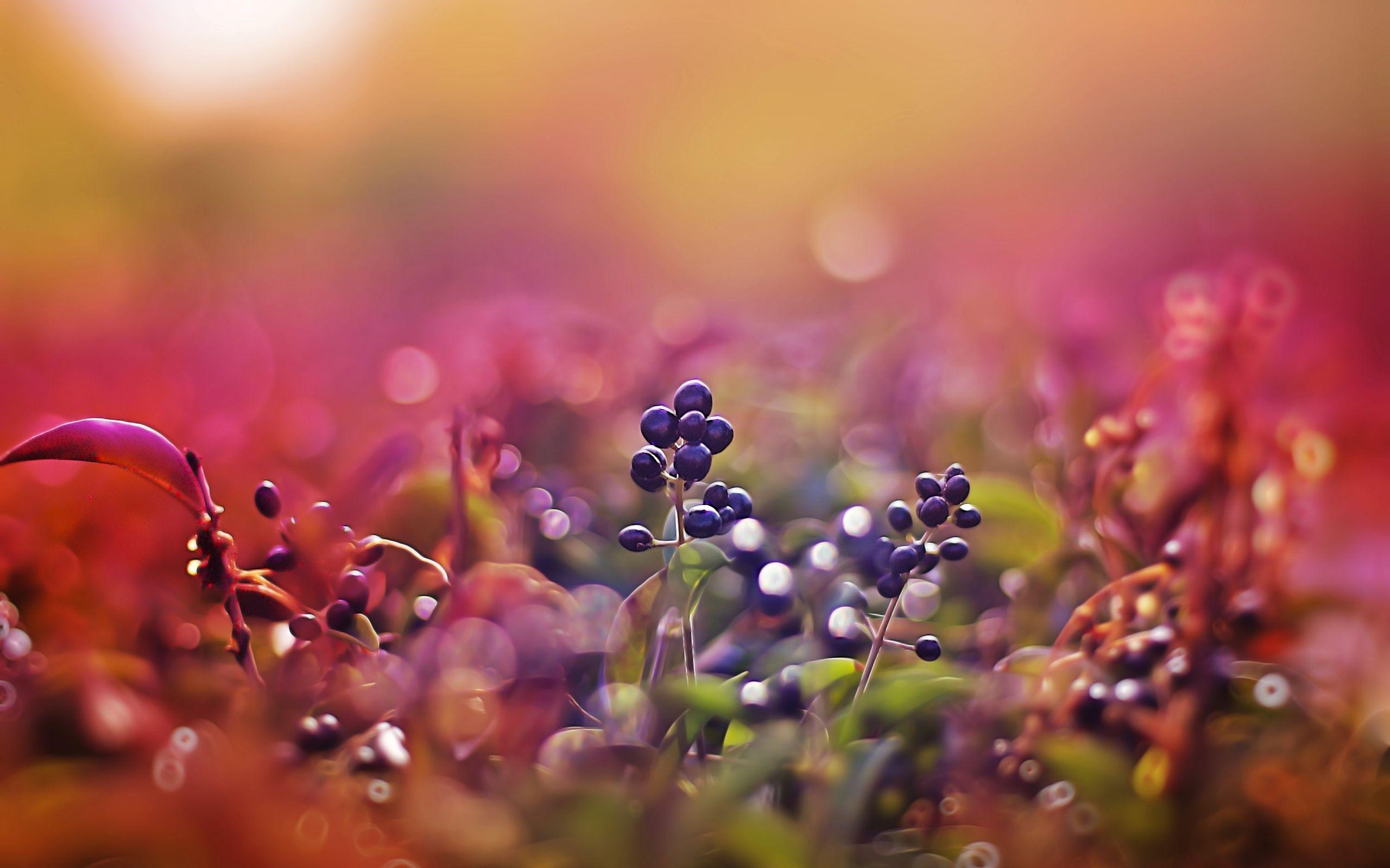 2560x1600 Macro Wallpaper HD 35310 2560x1600px