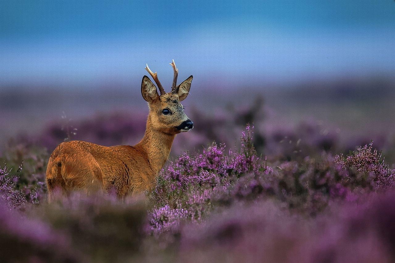 1280x853 Free download deer Wallpaper Background 3129 [1280x853]