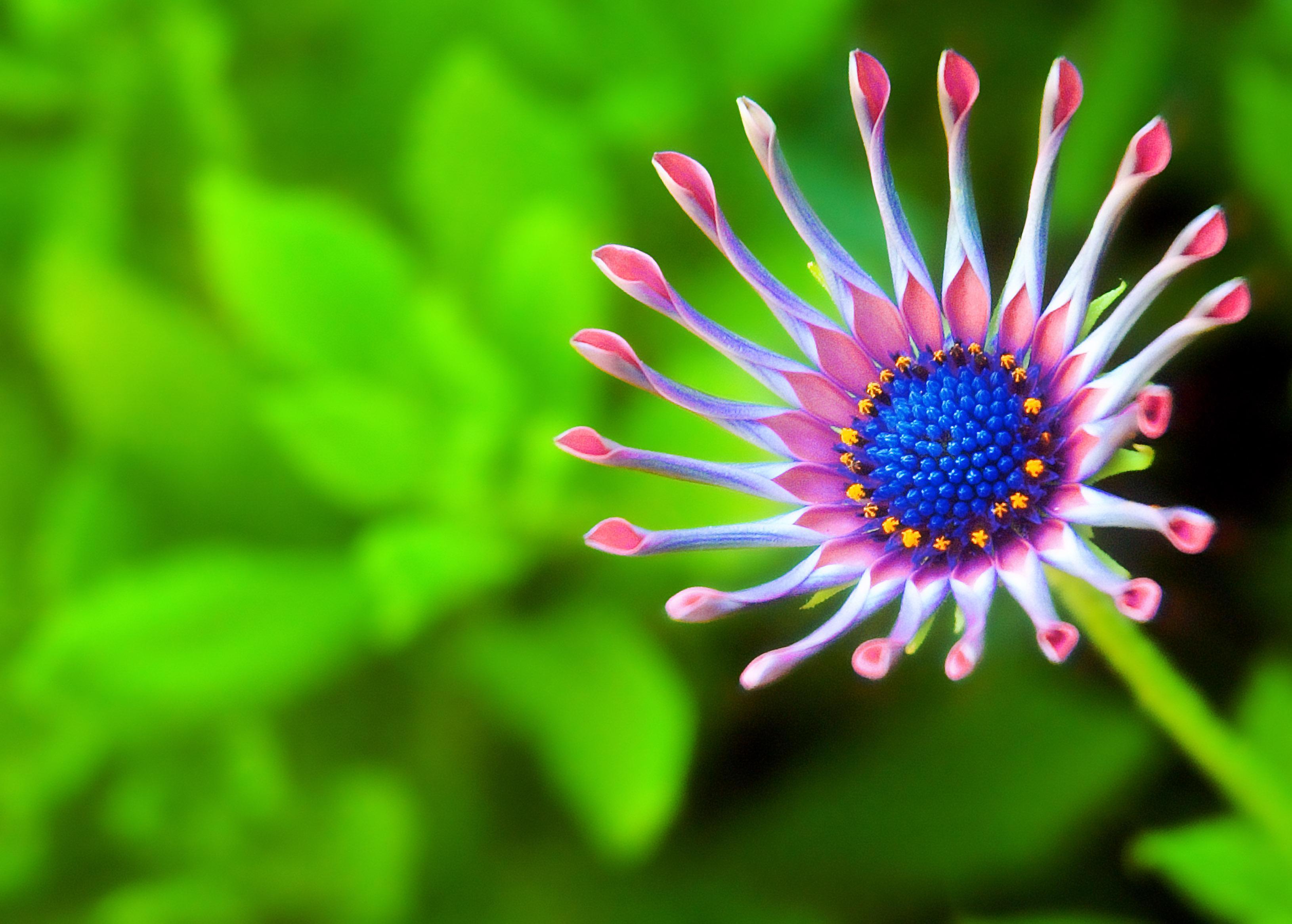 3260x2331 31++ Nature Wallpaper Macro