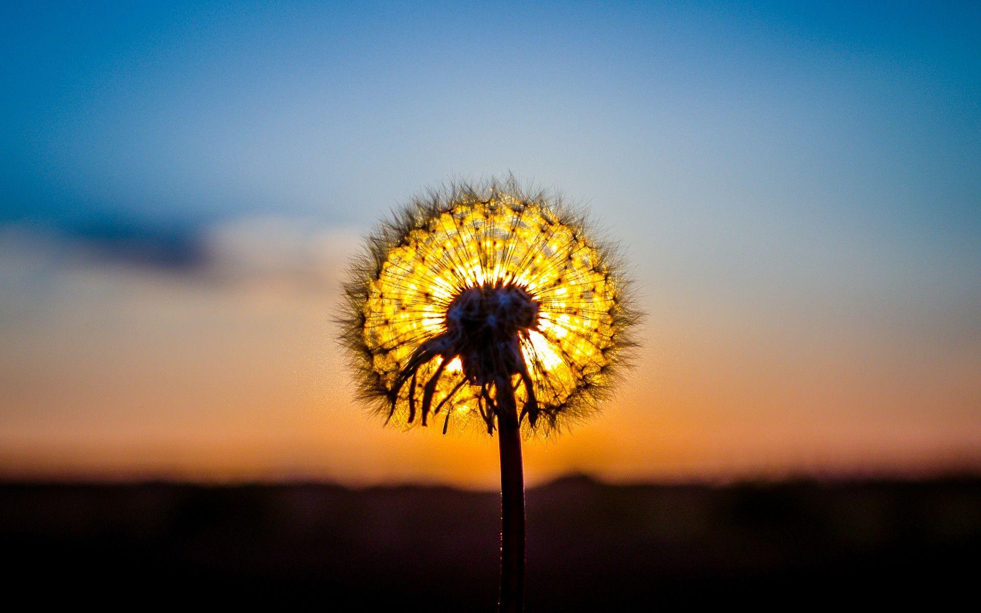 1920x1200 Stunning Nature Macro Wallpaper 44114 1920x1200px