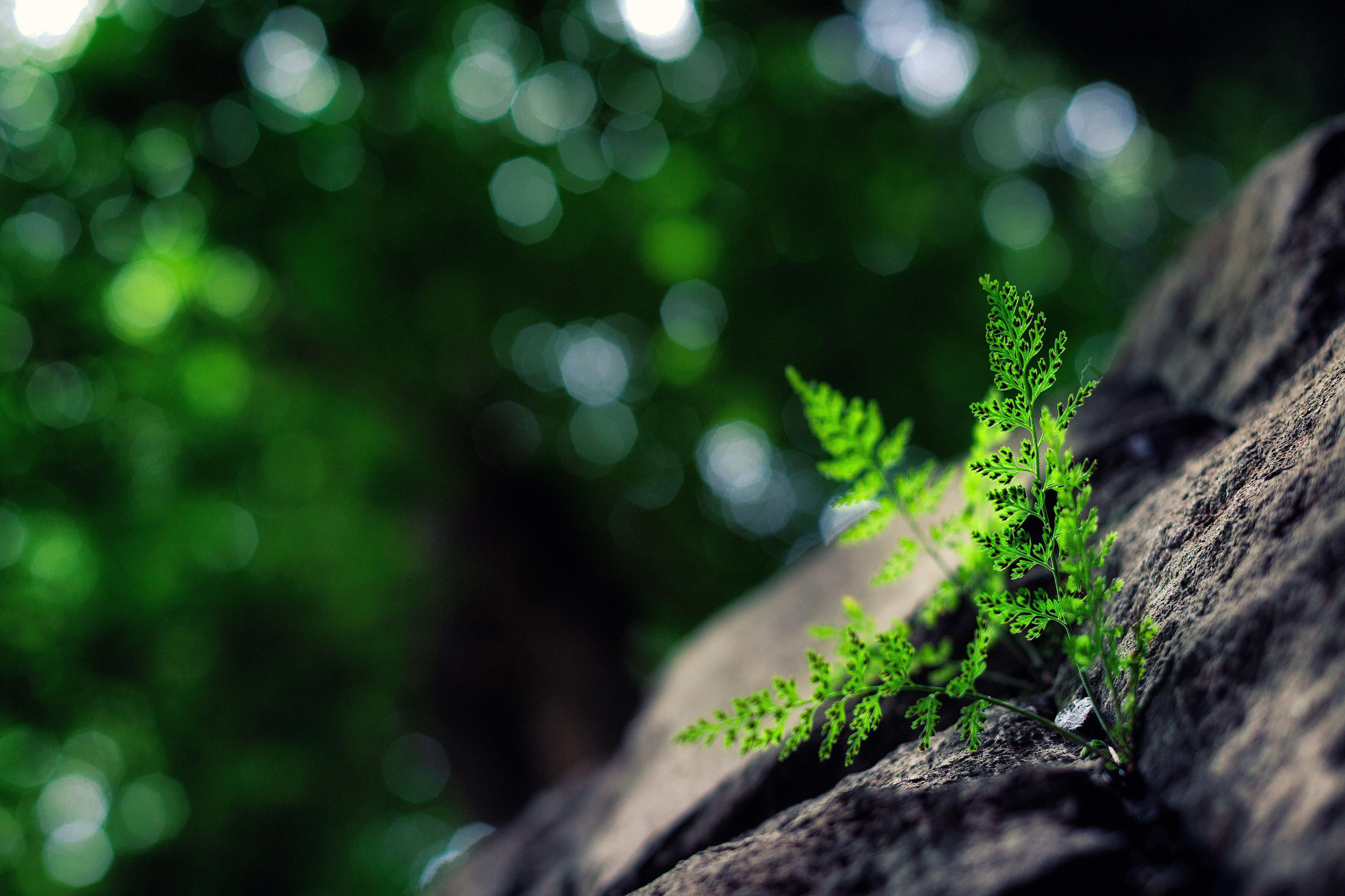 5616x3744 #nature, #bokeh, #plants, #macro, wallpaper. Mocah.org HD