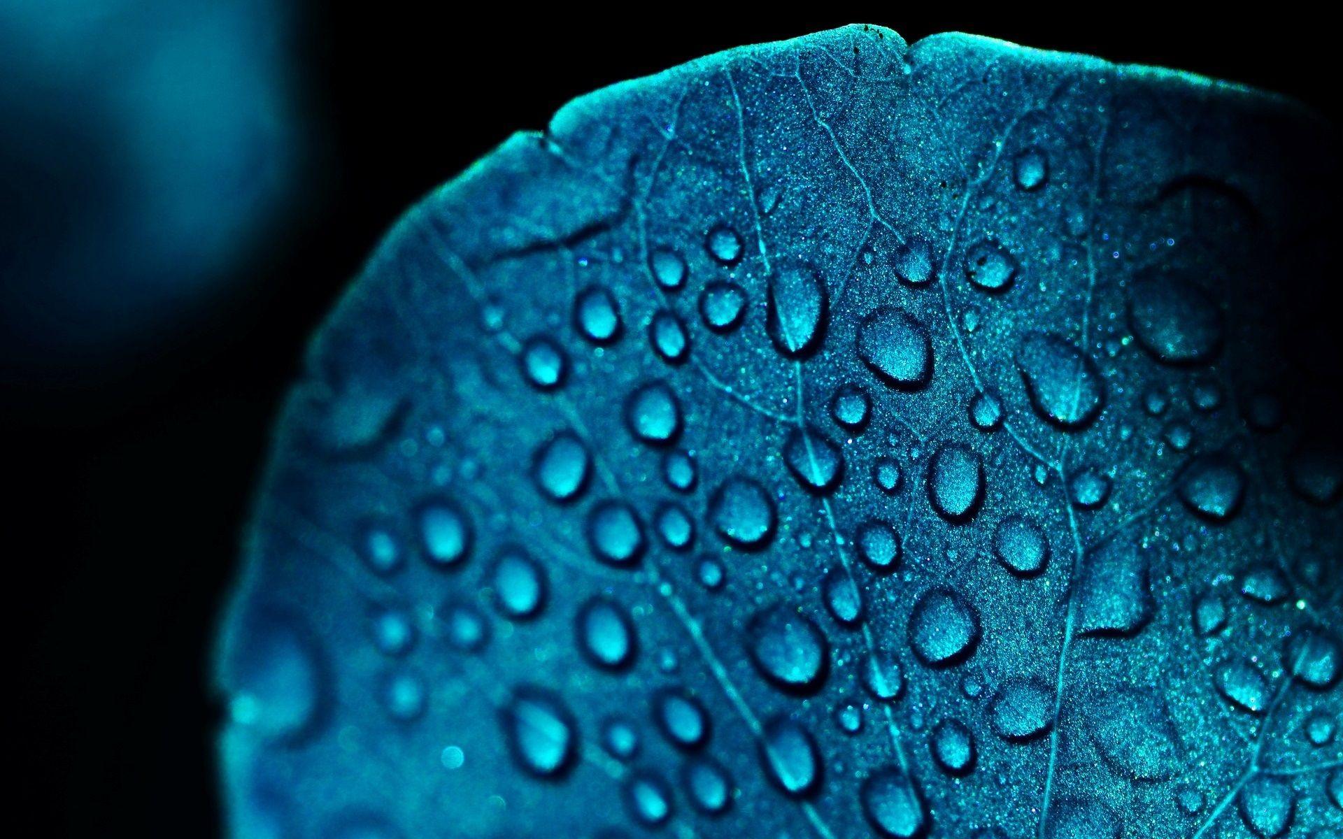 1920x1200 Wallpaper Macro leaf, blue, water drops 1920x1200 HD Picture, Image
