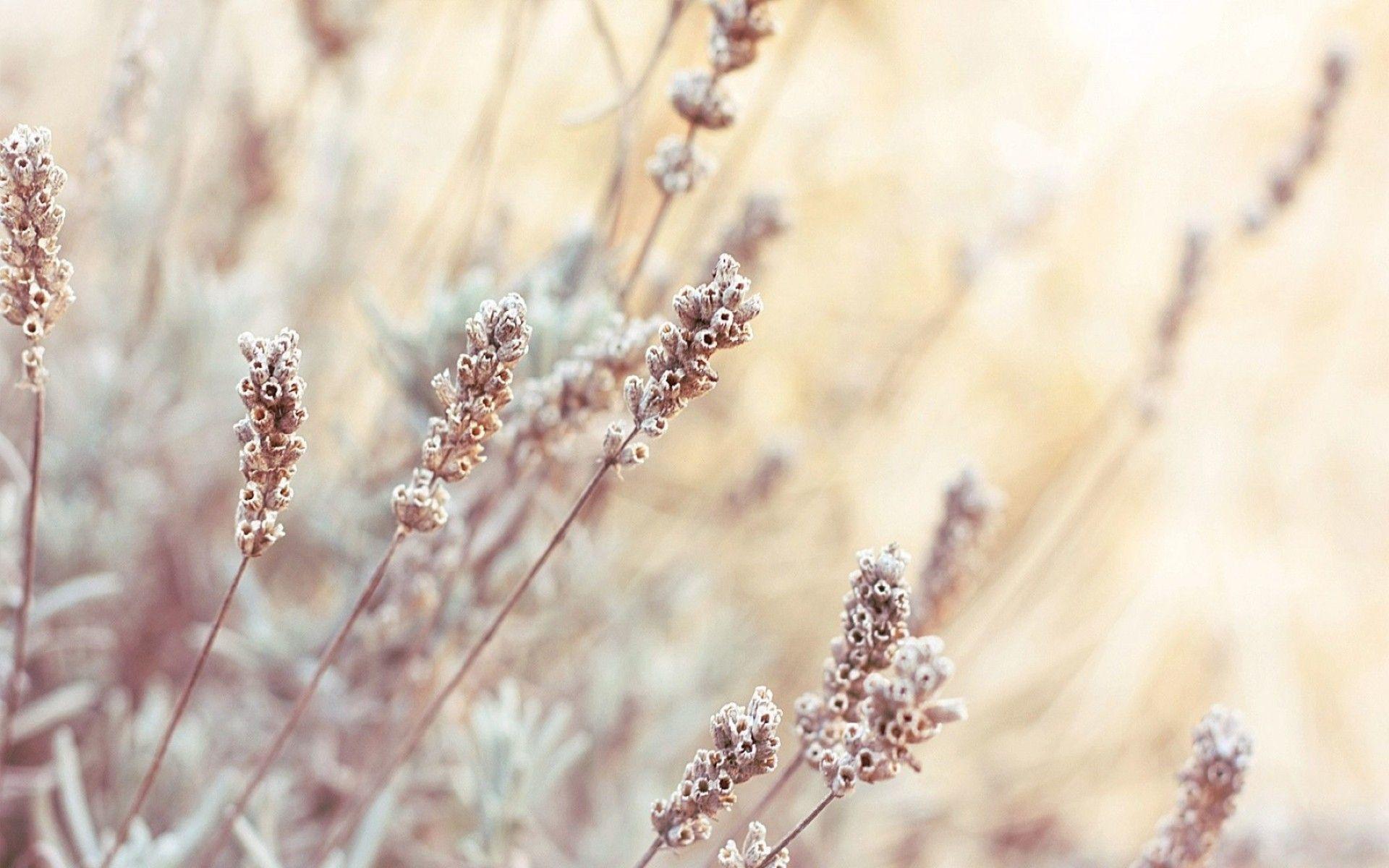 1920x1200 Random Wallpaper HD Wallpaper & Background Photo