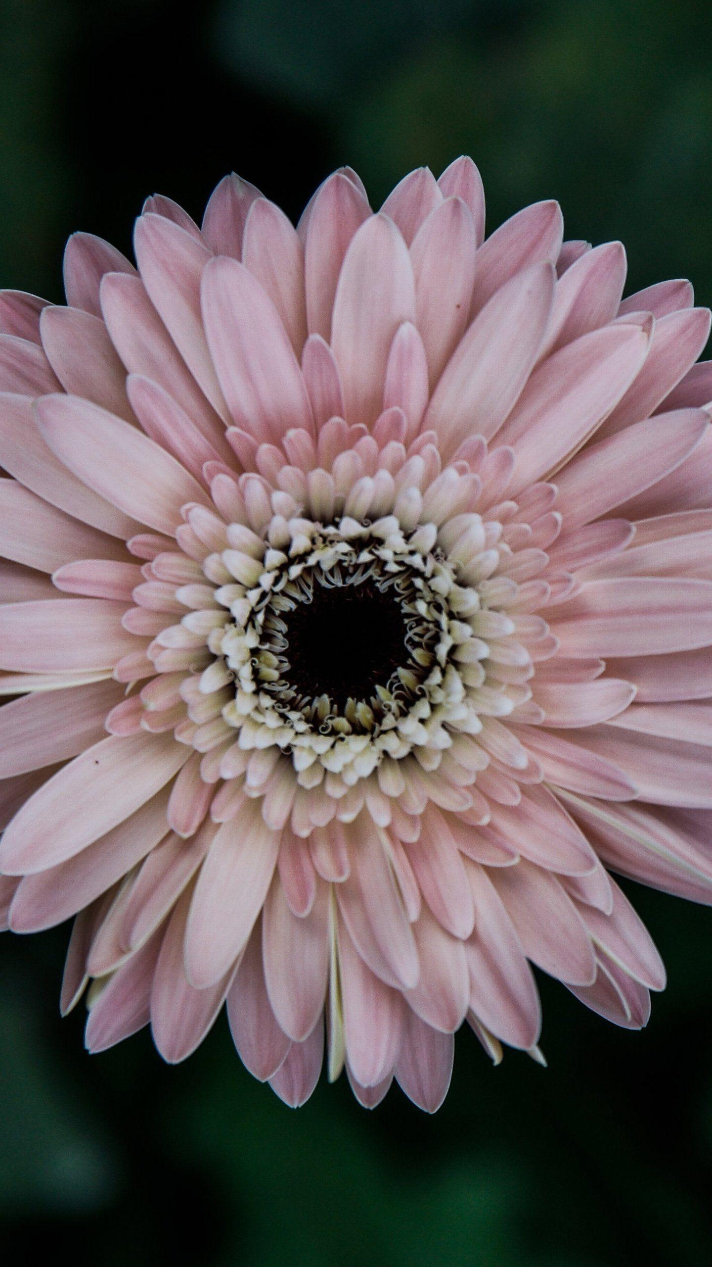1440x2560 Pinky Daisy Wallpaper, Android & Desktop Background