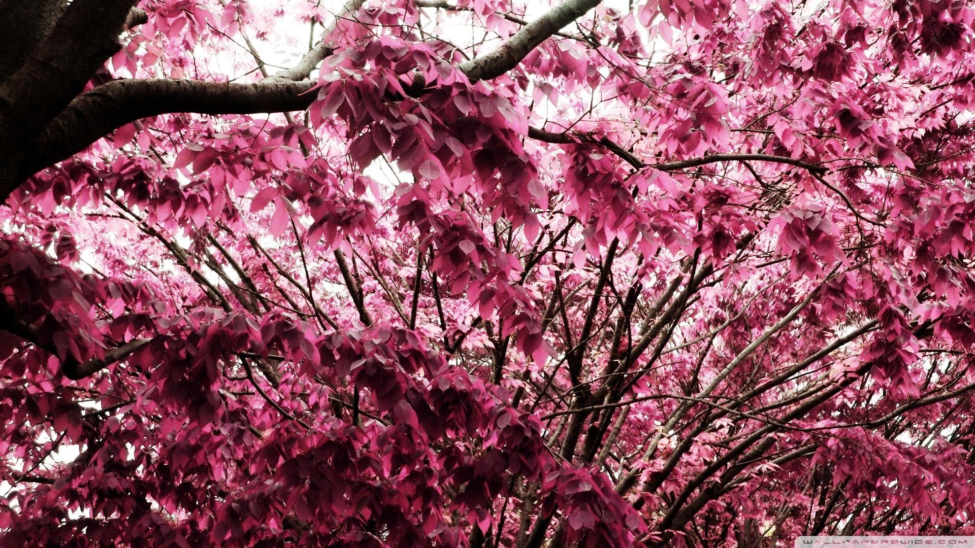 1920x1080 Pinky Night HD Wallpaper