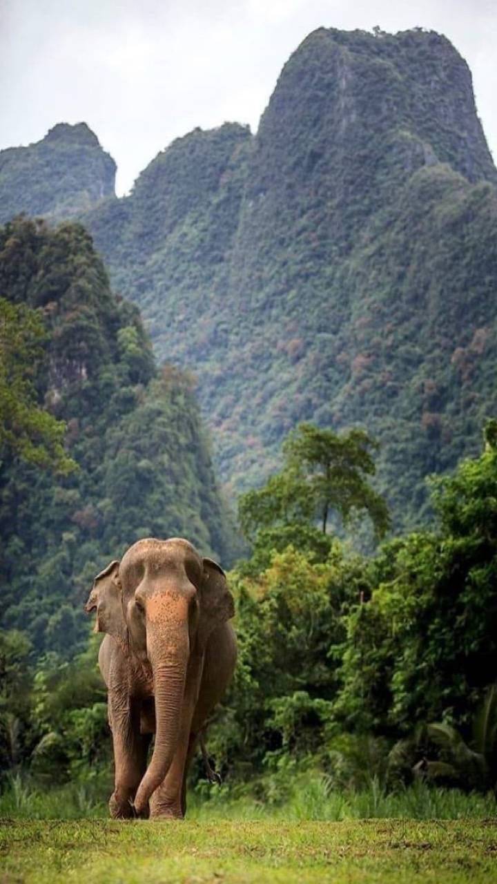 720x1280 India elephant wallpaper