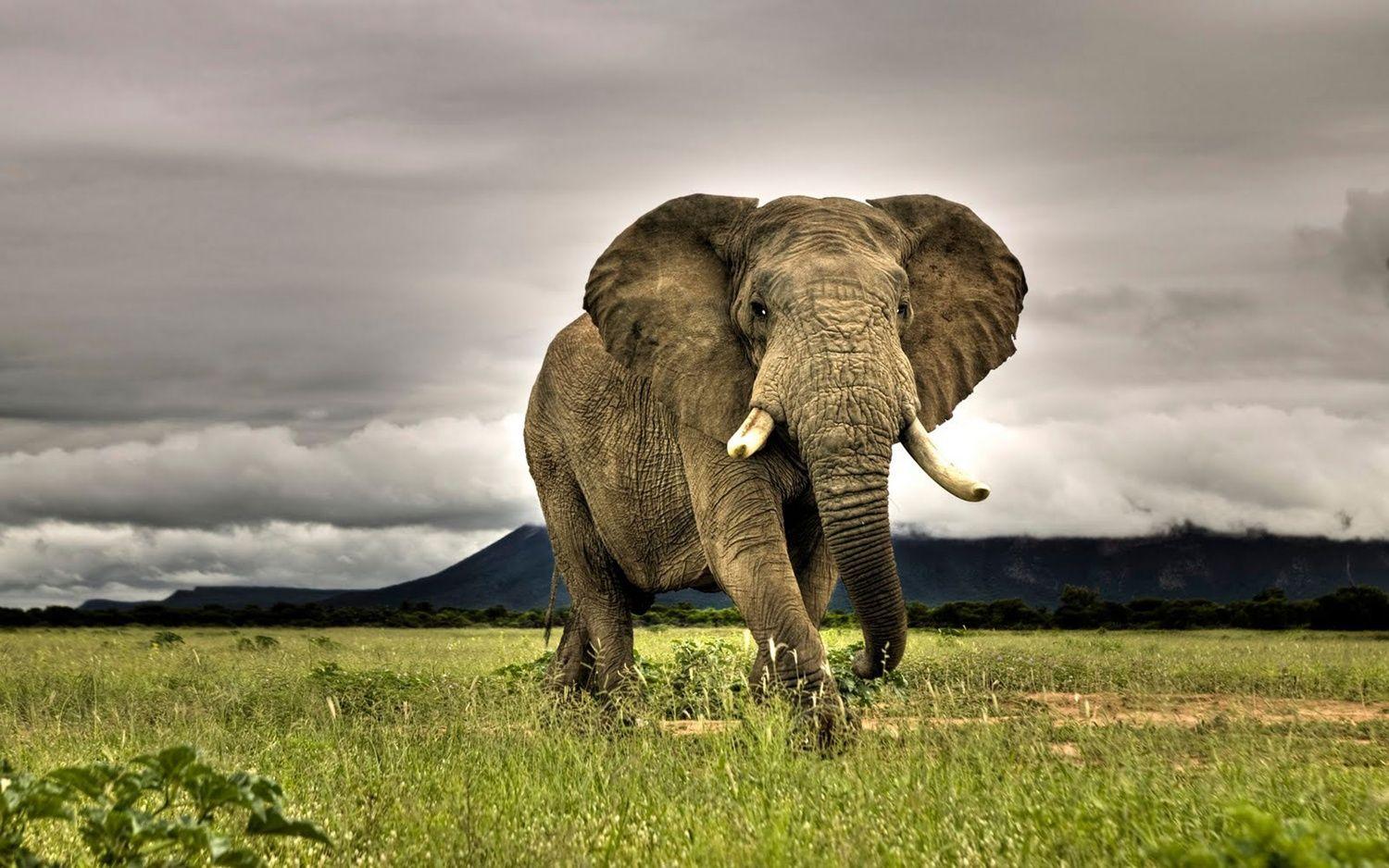 1500x938 Free download Elephant Wallpaper For Desktop Animals Wallpaper