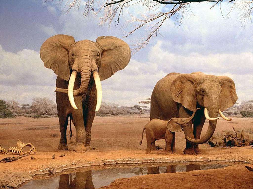 1024x768 QQ Wallpaper: Elephant Wallpaper For Desktop