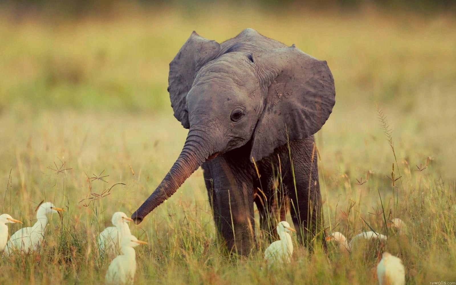 1600x1000 Baby Elephant