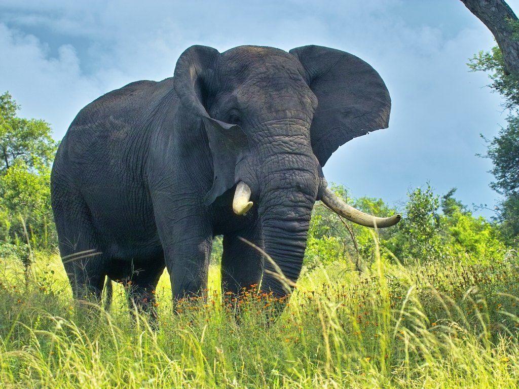 1024x768 Elephant HD wallpaper 1675 - Elephant HD Wallpaper