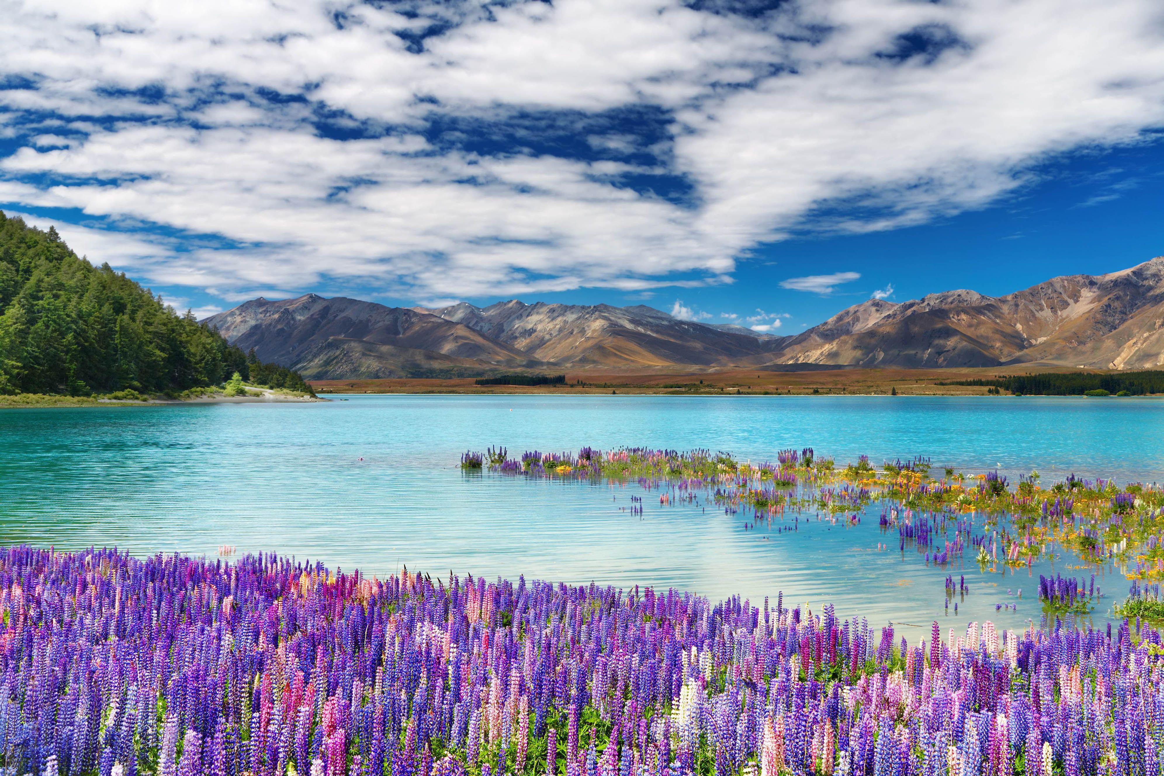 New Zealand Spring Wallpapers Top Free New Zealand Spring Backgrounds