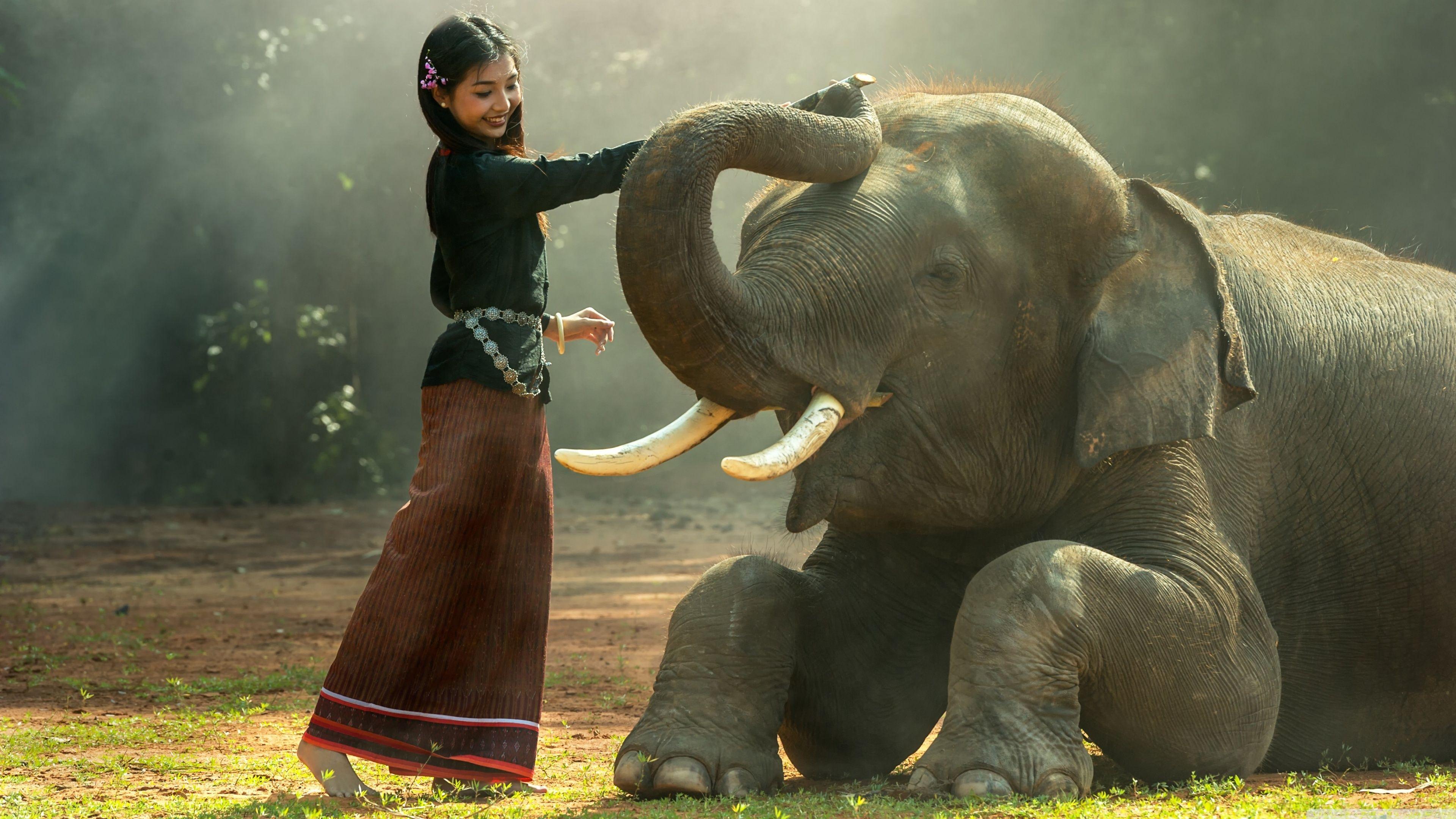 3840x2160 Elephant Training Ultra HD Desktop Background Wallpaper for 4K UHD