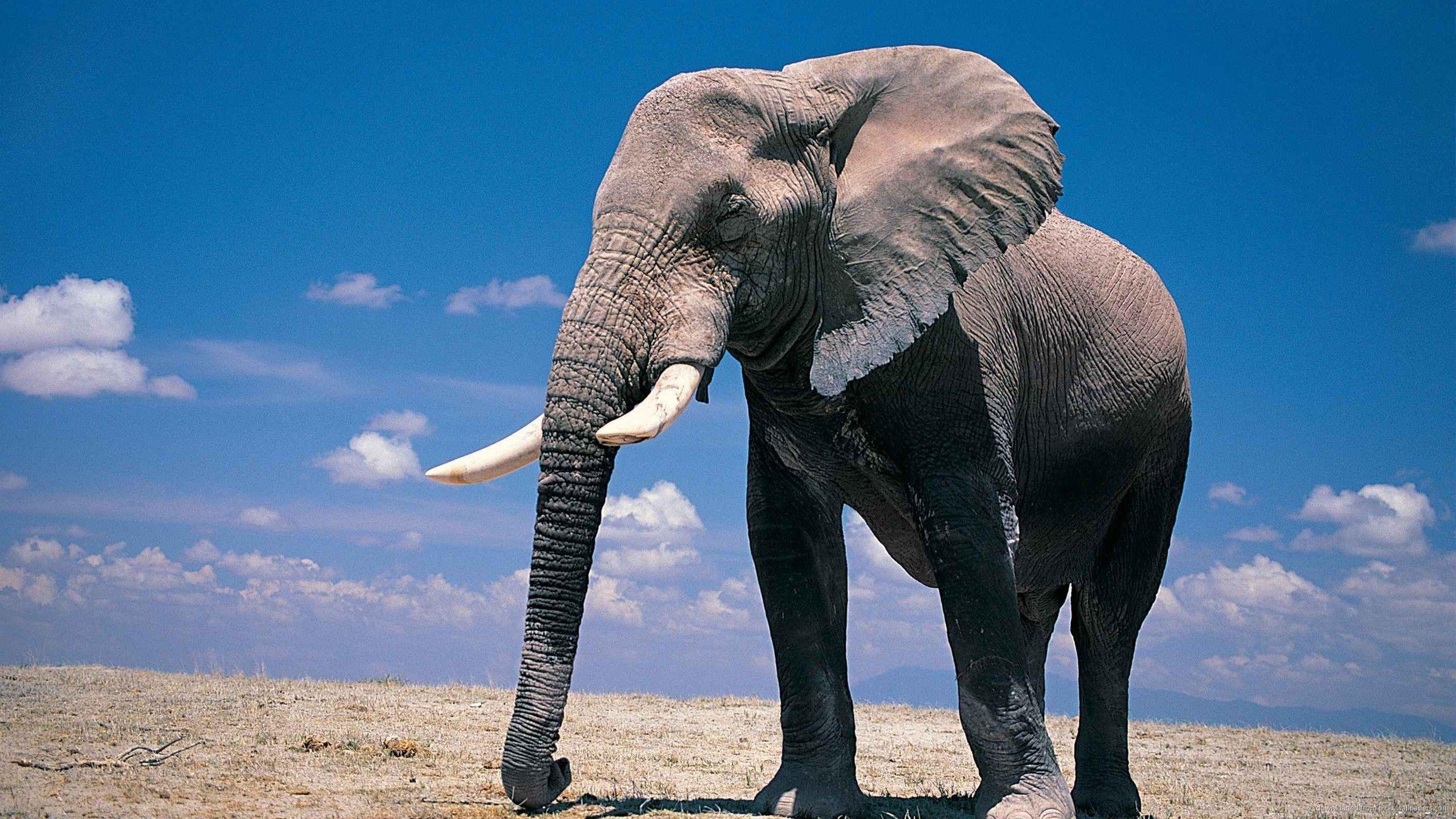 2560x1440 Elephant with eyes closed animals wallpaperx1440
