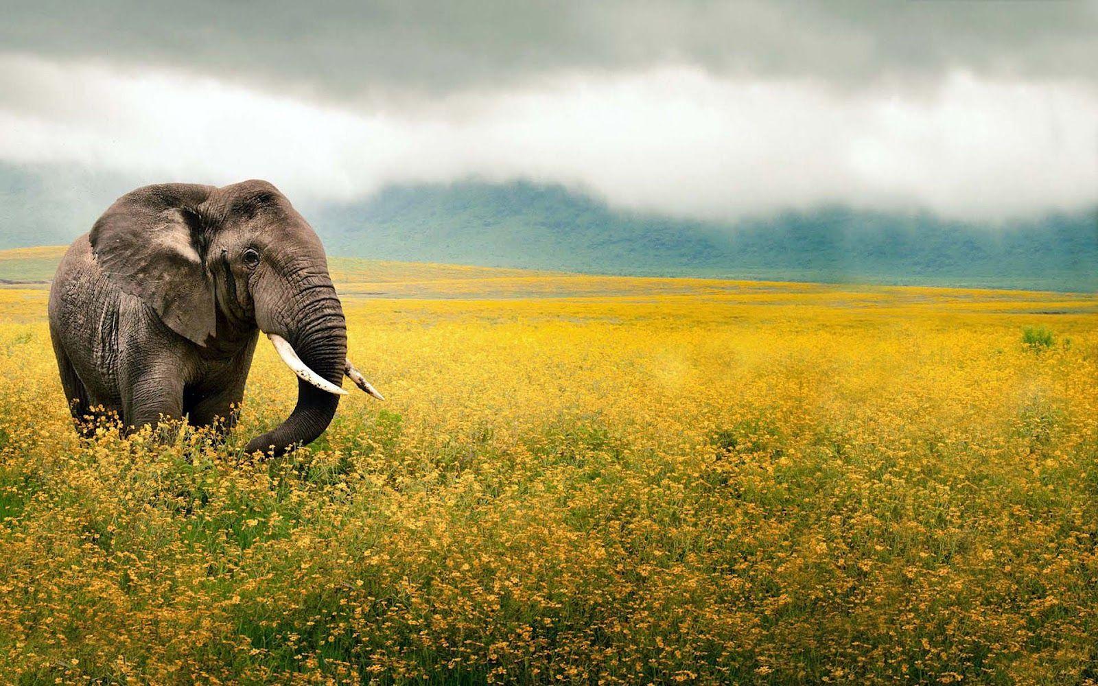 1600x1000 Indian elephant and Image Gallery