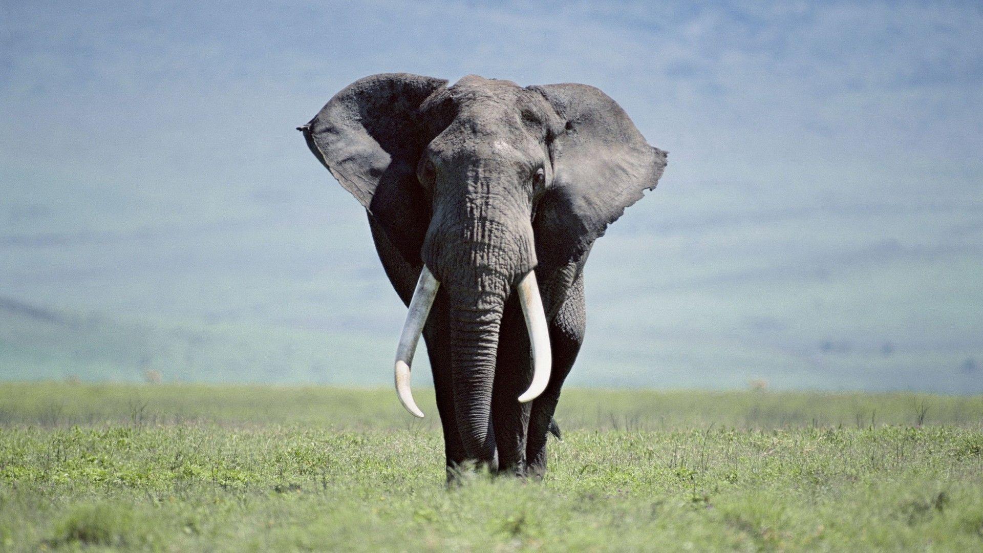 1920x1080 Elephant Wallpaper FREE Picture