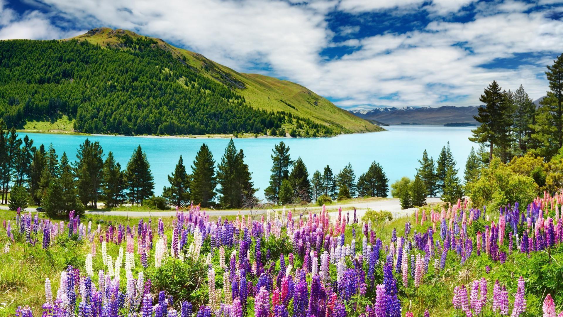 New Zealand Spring Wallpapers Top Free New Zealand Spring Backgrounds