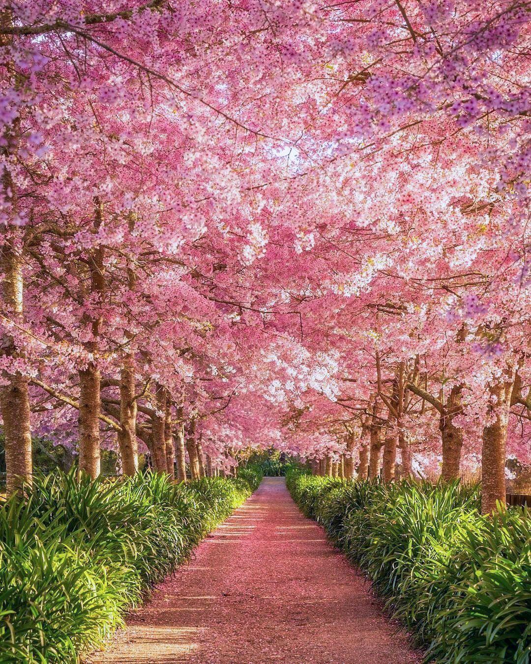 New Zealand Spring Wallpapers Top Free New Zealand Spring Backgrounds
