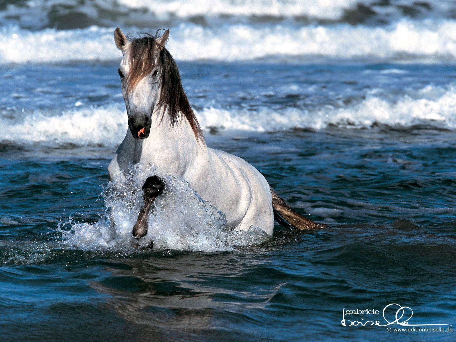 1600x1200 Wallpaper Of Horses