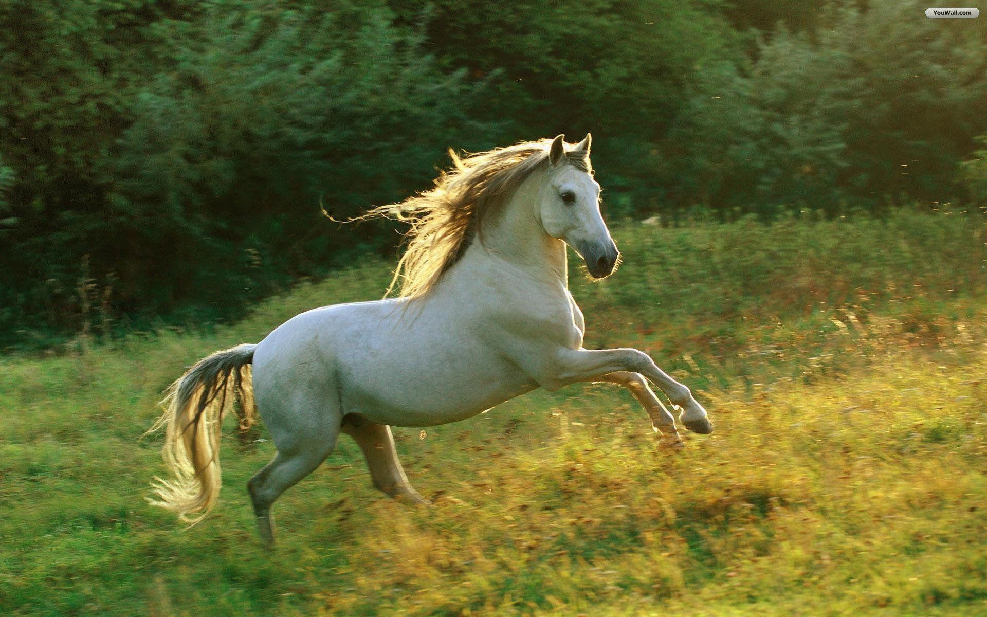 1920x1200 Horse Background For Your Computer