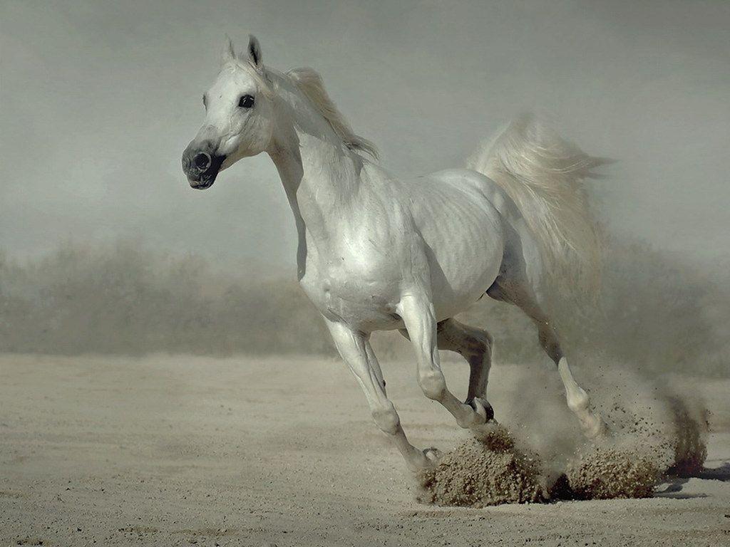 1024x768 Seven Horse Wallpaper
