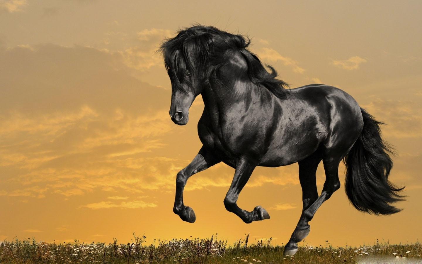 1440x900 Horse Wallpaper for Android