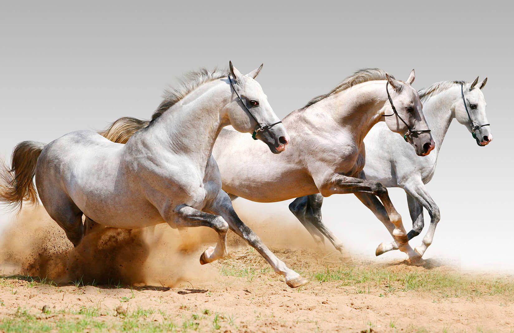 1650x1070 Galloping Horses Wallpaper Mural